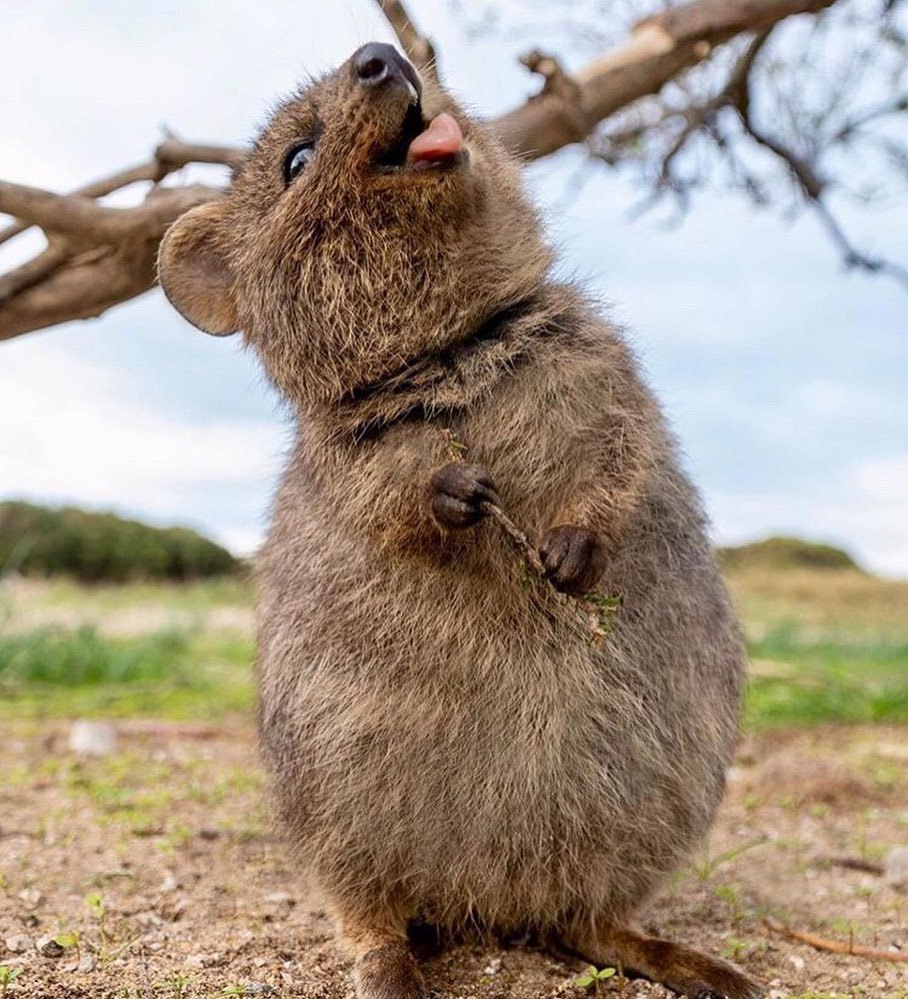 Here's a quokka for you (google yourself) - Quokka, Milota, Instagram, Longpost