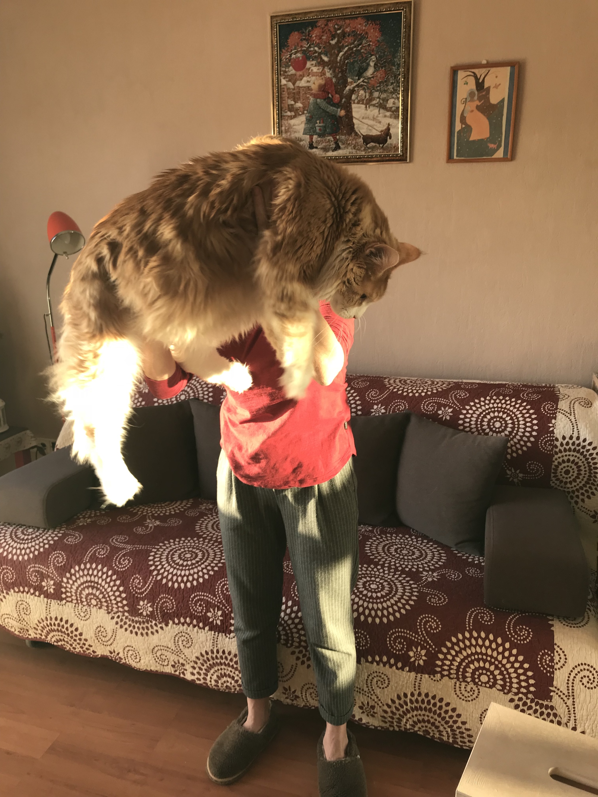 Very compact cat. Only 11 kilograms - My, cat, Catomafia