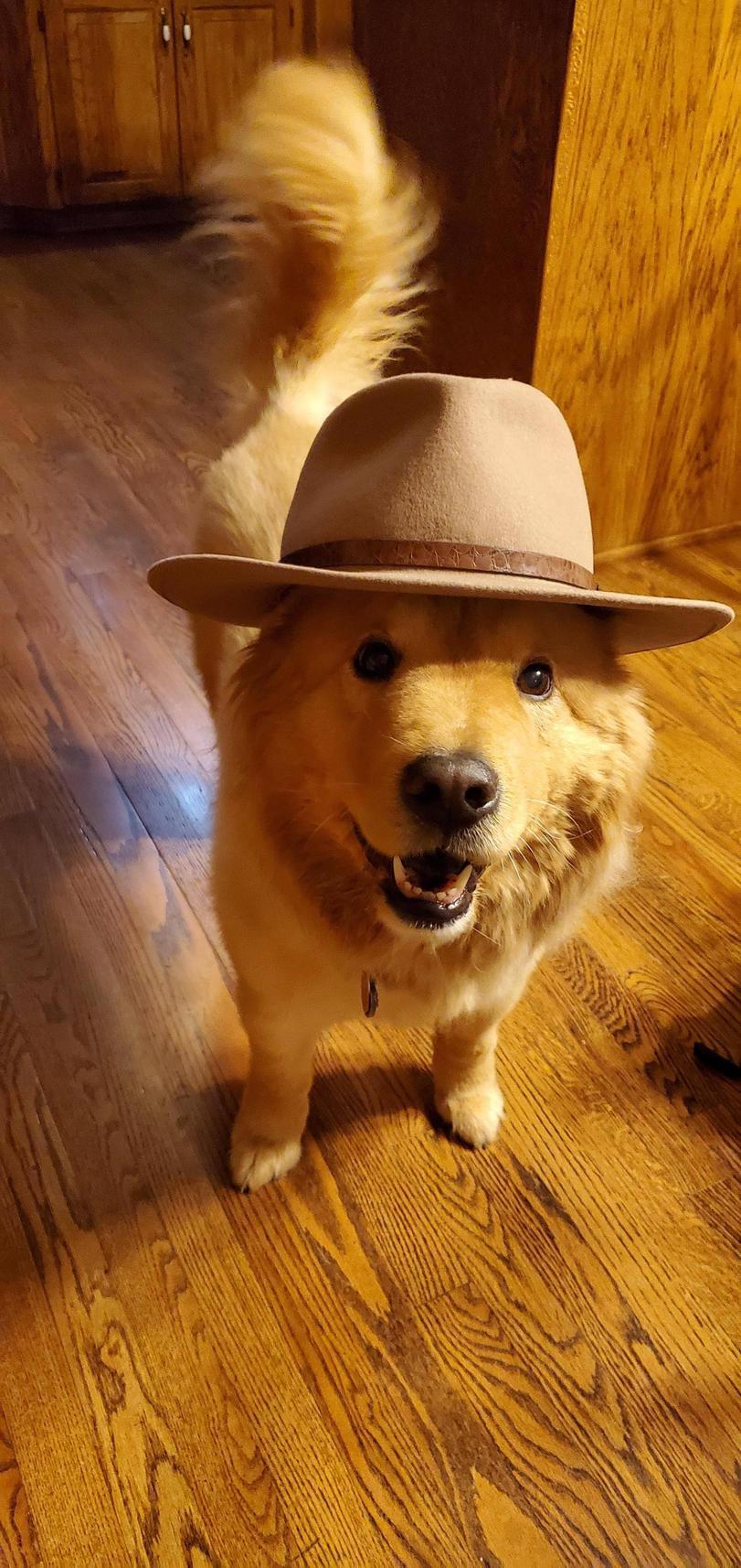 A good boy needs a good hat! - Dog, Good boy, Hat, Images, Milota