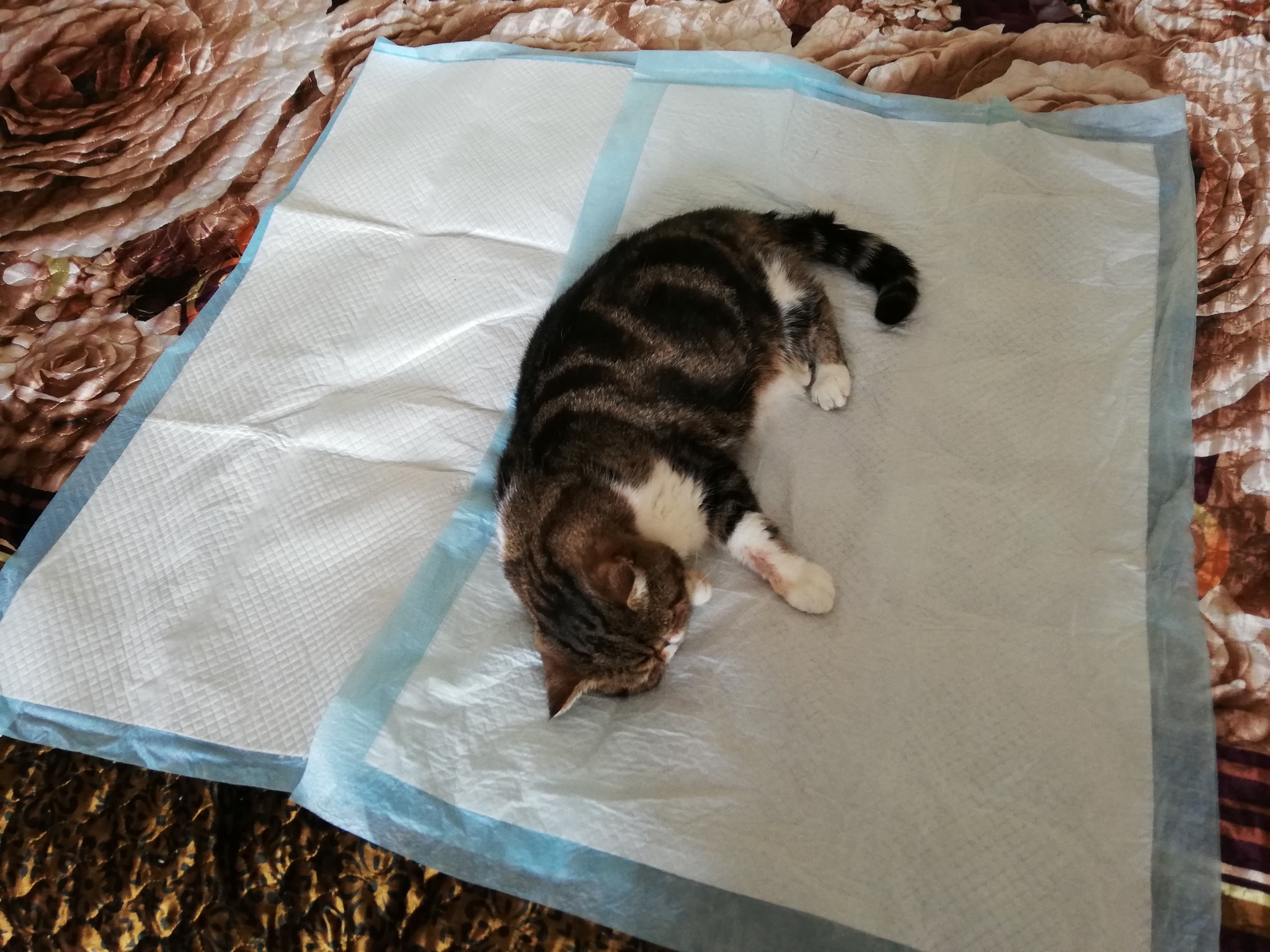 Exot Sean. - My, Shonya, cat, Catomafia, Longpost, Veterinary, Pets, Treatment