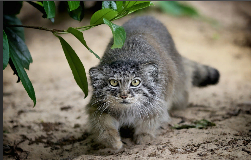 hermit cat - Catomafia, Mustachioed - Striped, Animals, cat, Pallas' cat