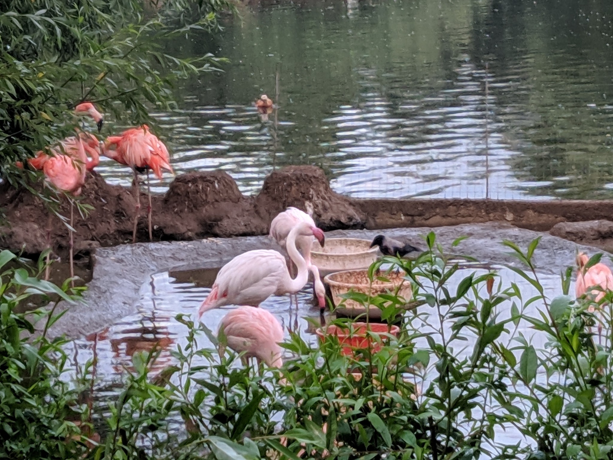 When the white crow is a black crow - My, Zoo, Animals, Flamingo, Crow