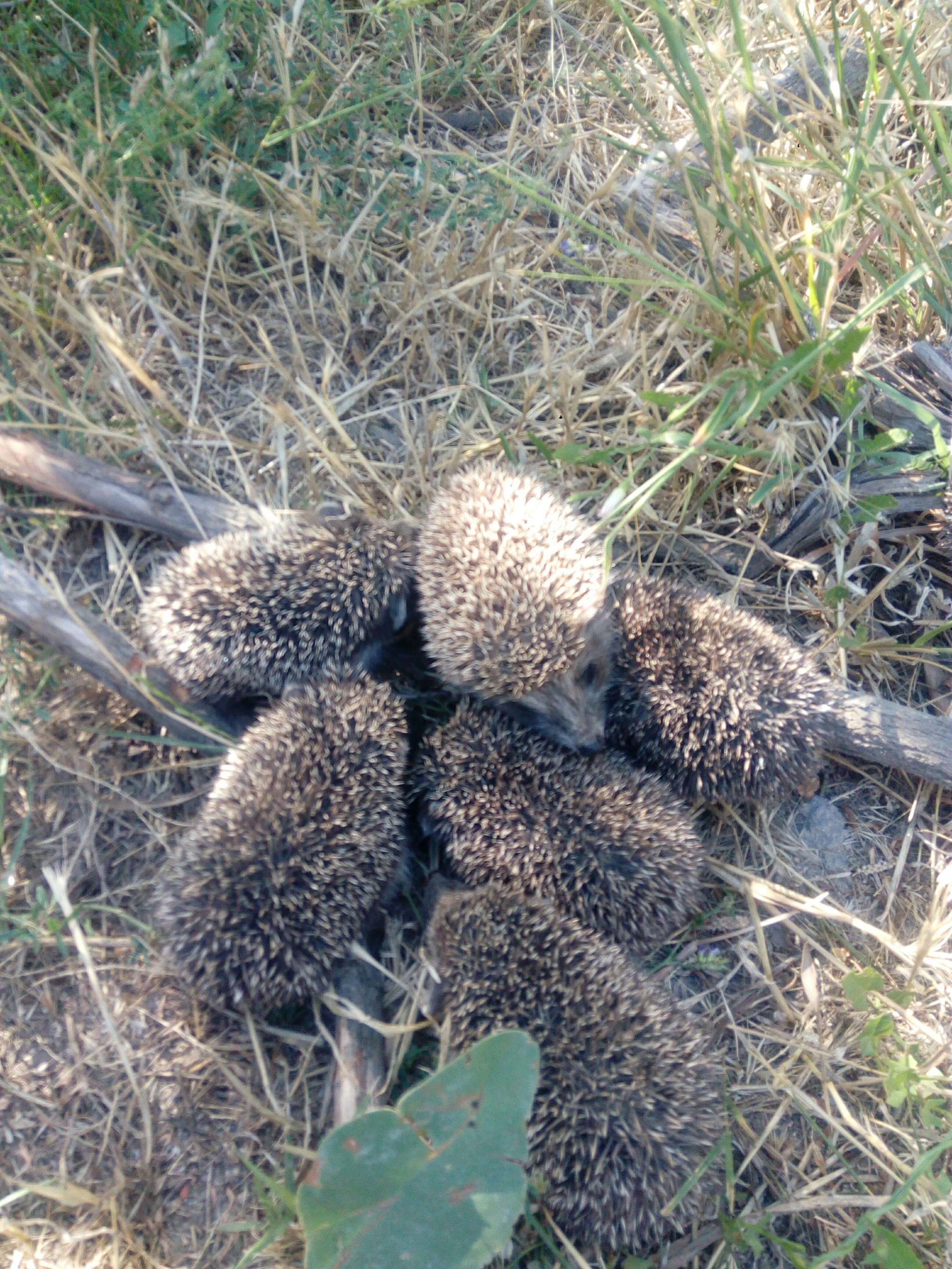 prickly balls - Hedgehog, Nature, Video, Longpost