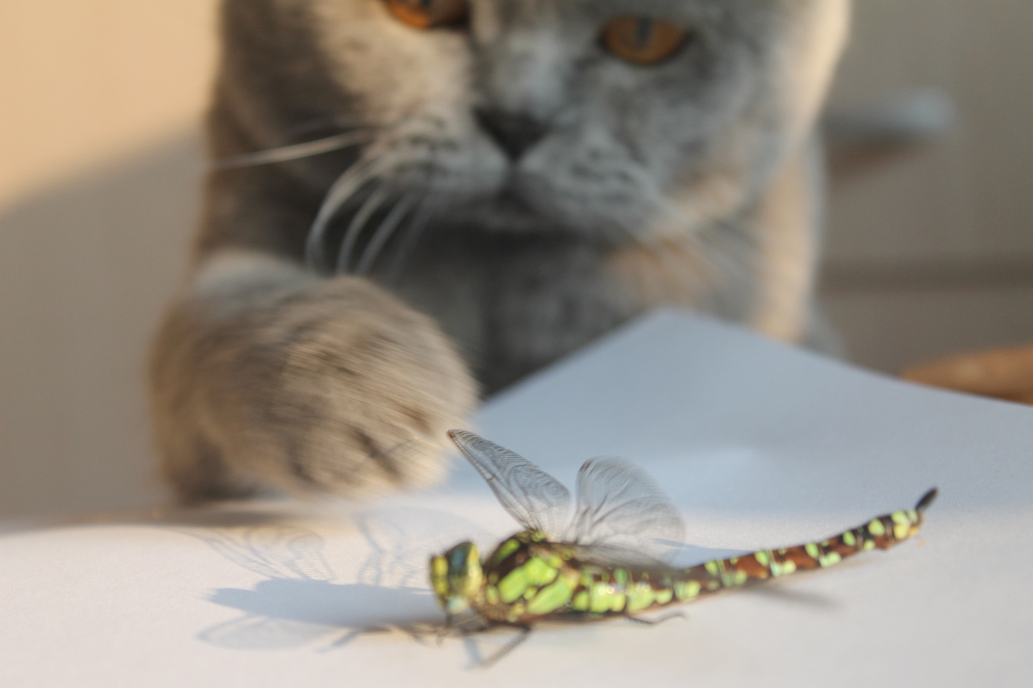 Cat and dragonfly. - My, British cat, Dragonfly, The photo, Milota, cat, Longpost