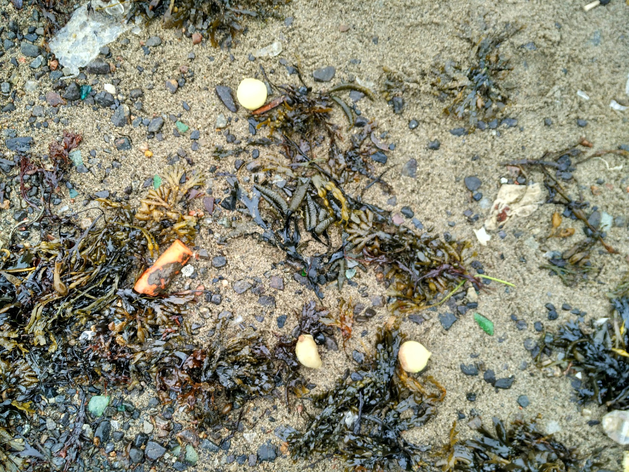 In Severomorsk, a soup set washed ashore. - My, Severomorsk, Kola Bay, Garbage, Vegetables, Longpost