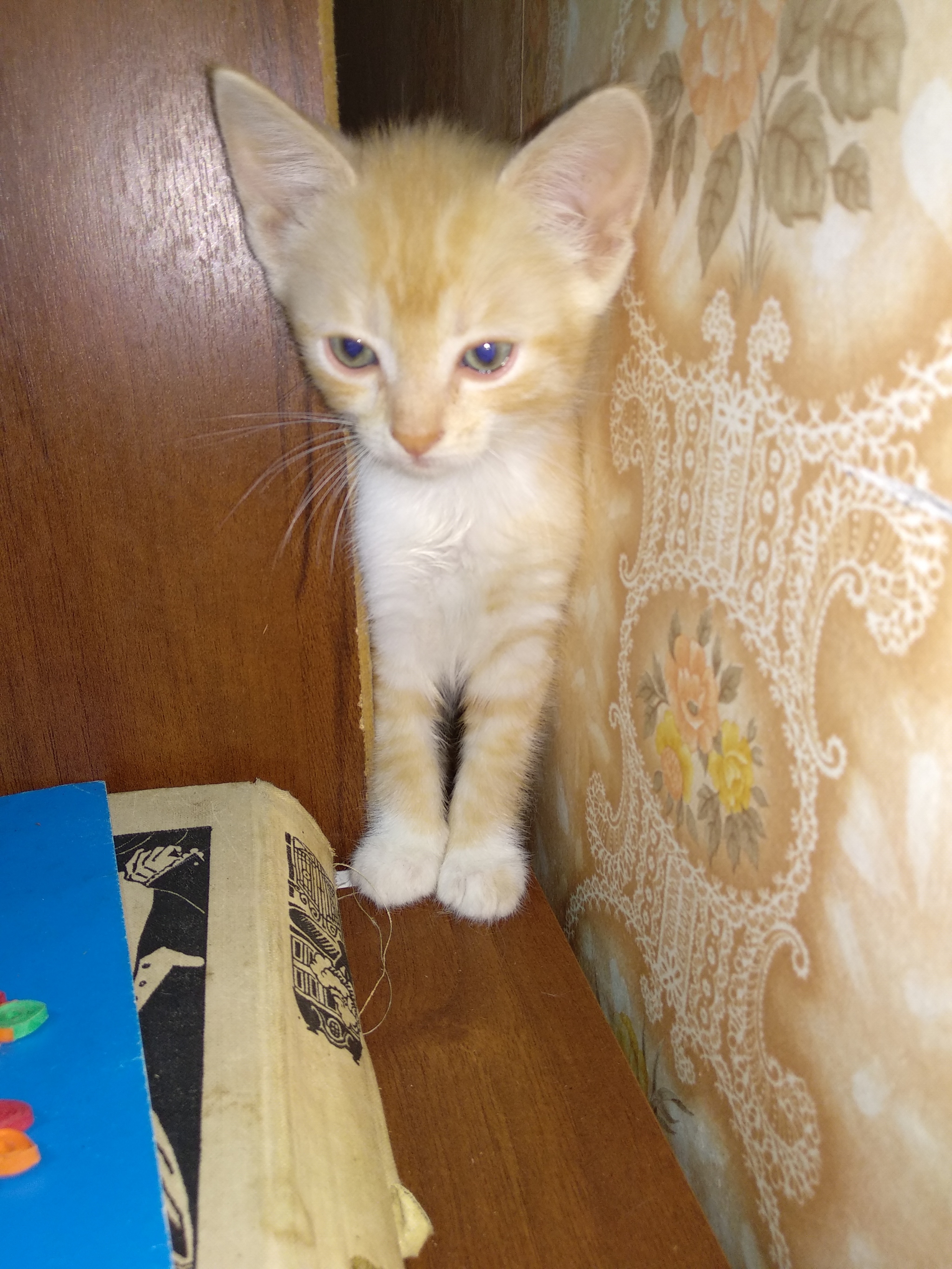 Voronezh. Kittens are looking for a home - My, In good hands, Kittens, Search, cat, Longpost, No rating, Voronezh