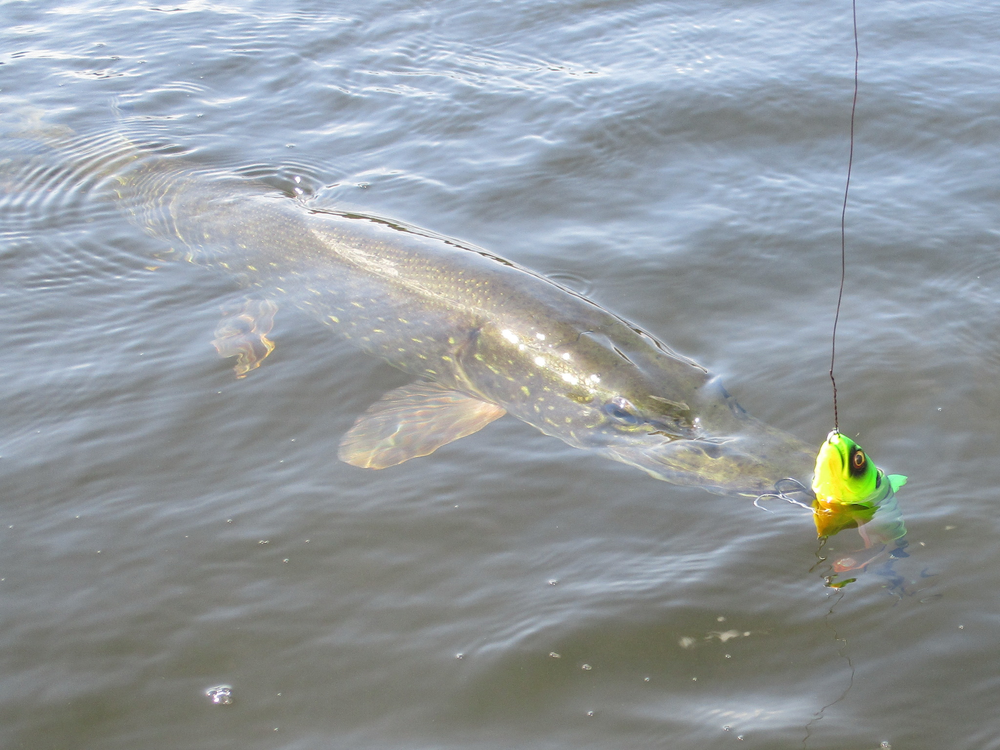 Heat, pike, topwater. - My, Pike, Savage Gear