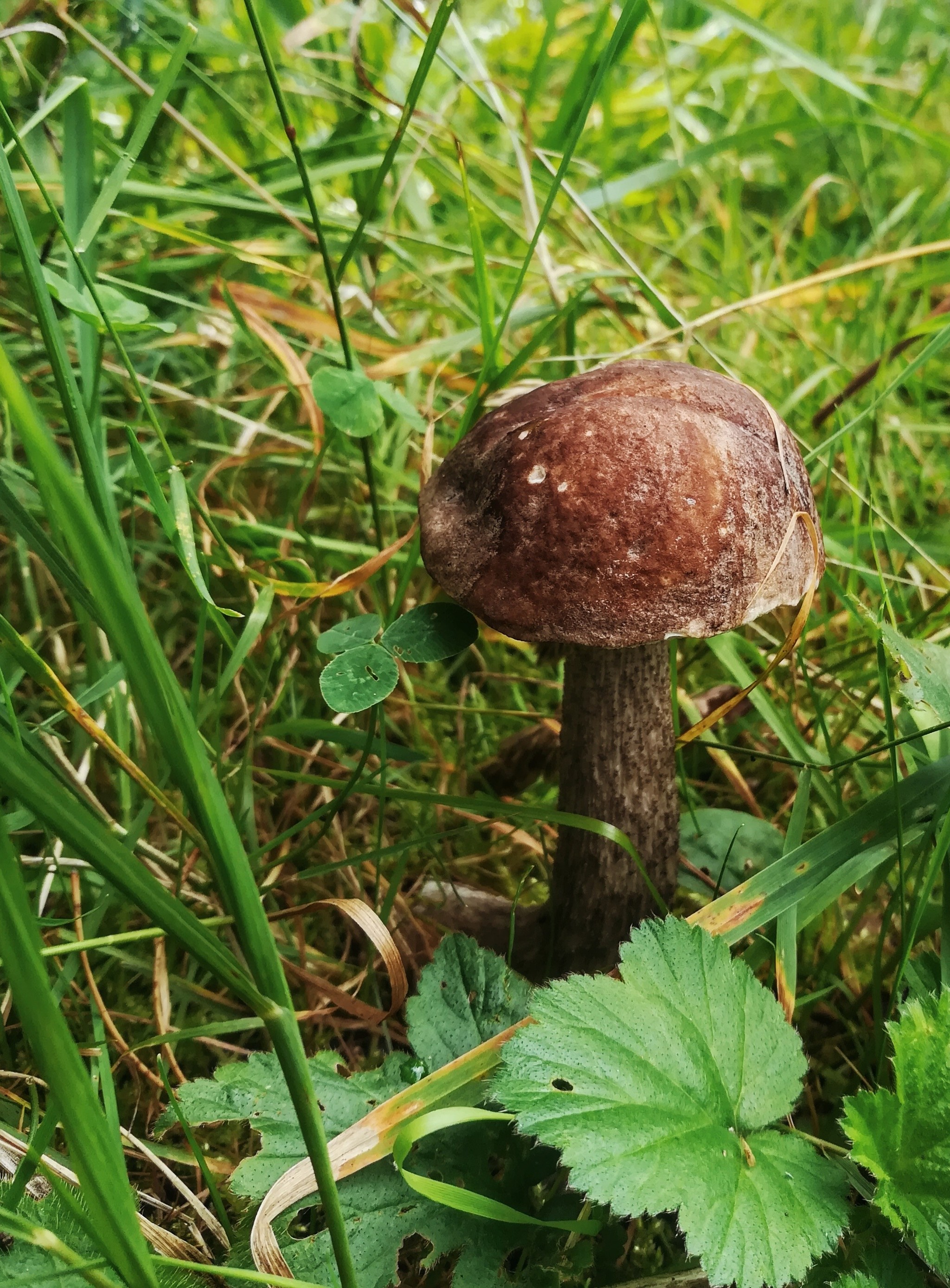 Walk in the woods - My, Forest, Mushrooms, Silent hunt, Raspberries, Porcini, White, Longpost