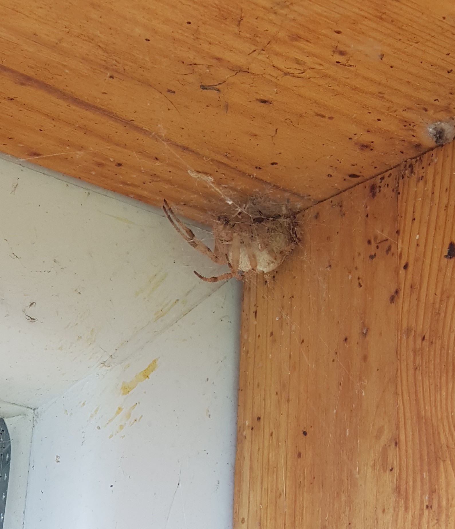 What kind of spider? - My, Large spiders, Identification, Spider