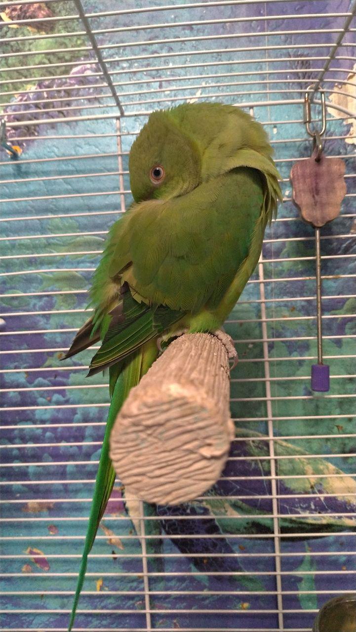 The parrot plans to take a nap - My, A parrot, Pets, Milota, Birds