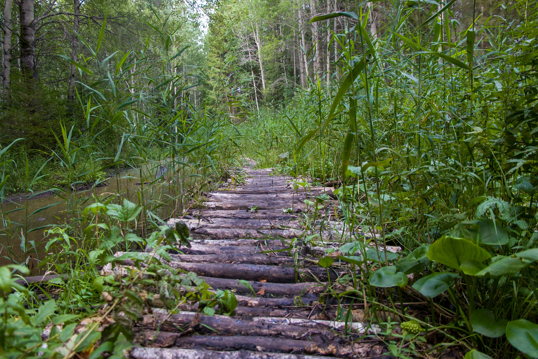 Path to Light. - My, Off road, SUV, Offroad, Swamp Walker, K-700, Ural, Lake, Nature, Longpost, Offroad