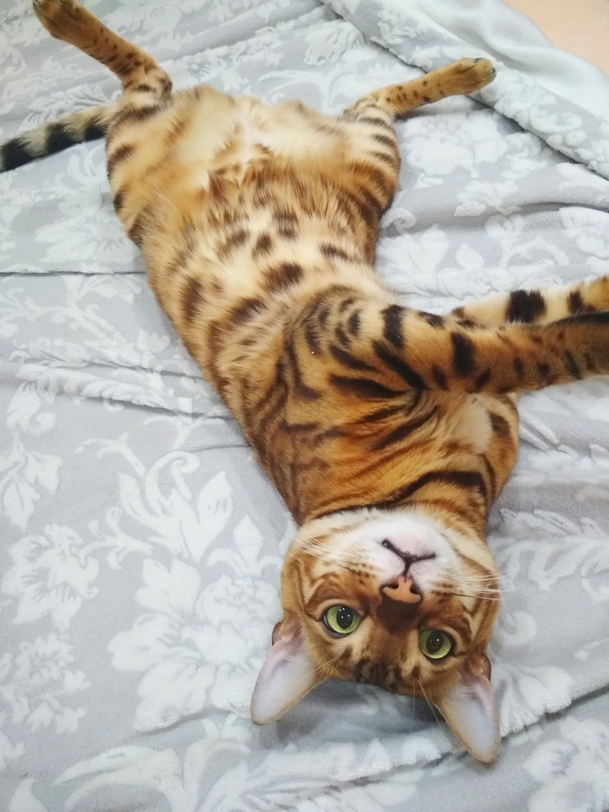 Rub my belly, man! - My, cat, Bengal cat, The photo