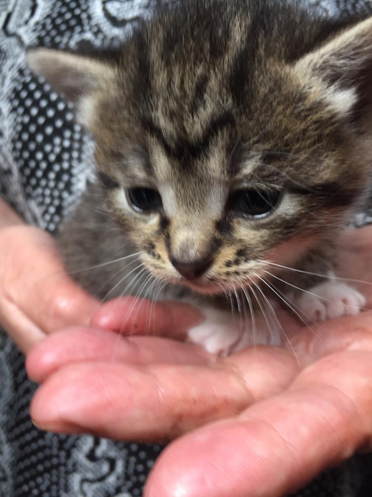 Baby kittens are in good hands. D'Artagnan and the Three Musketeers - My, No rating, In good hands, cat, Kittens, Moscow, Moscow region, Longpost