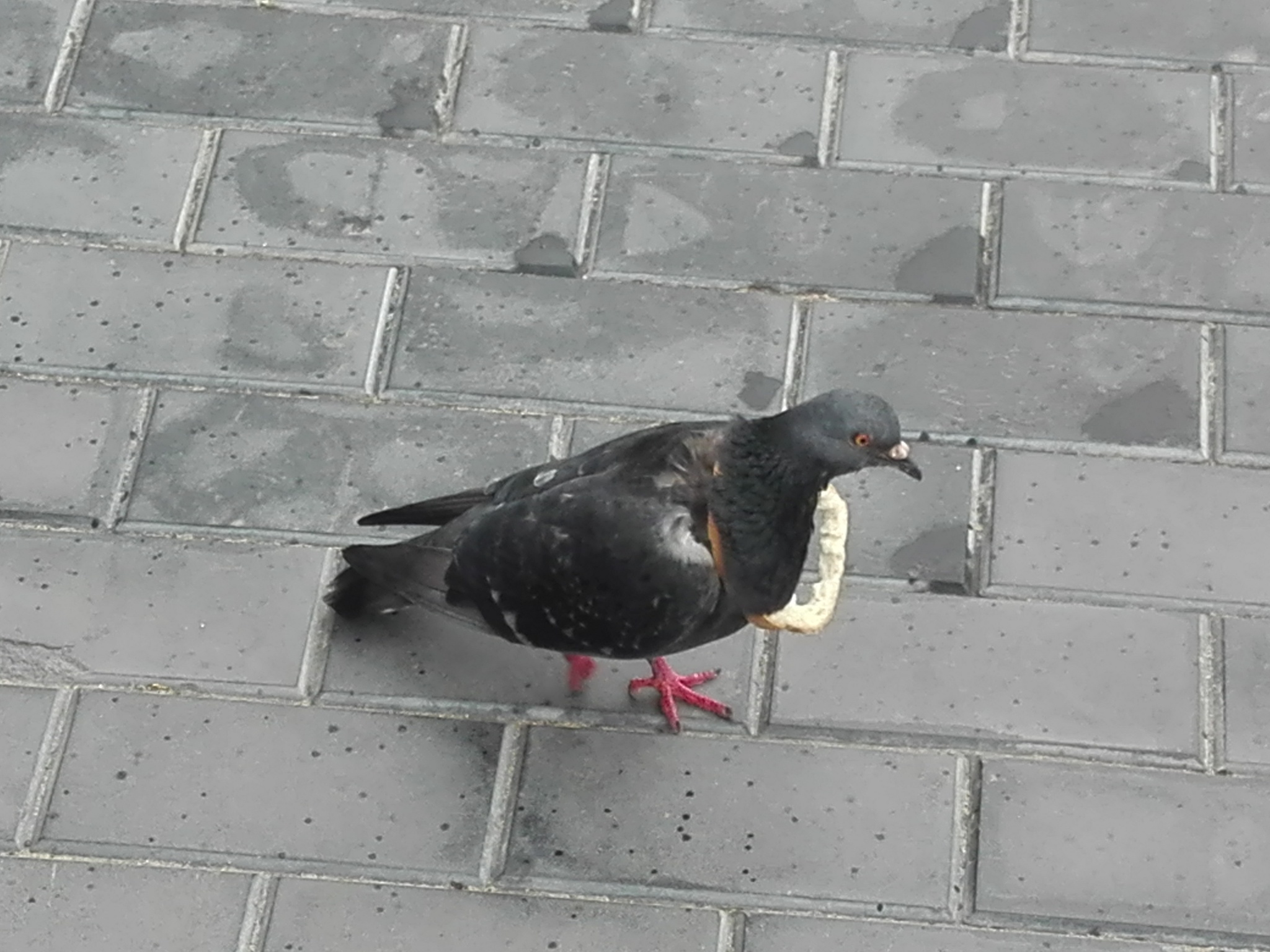 I carry everything with me - My, Pigeon, Bread, , Longpost, Stock