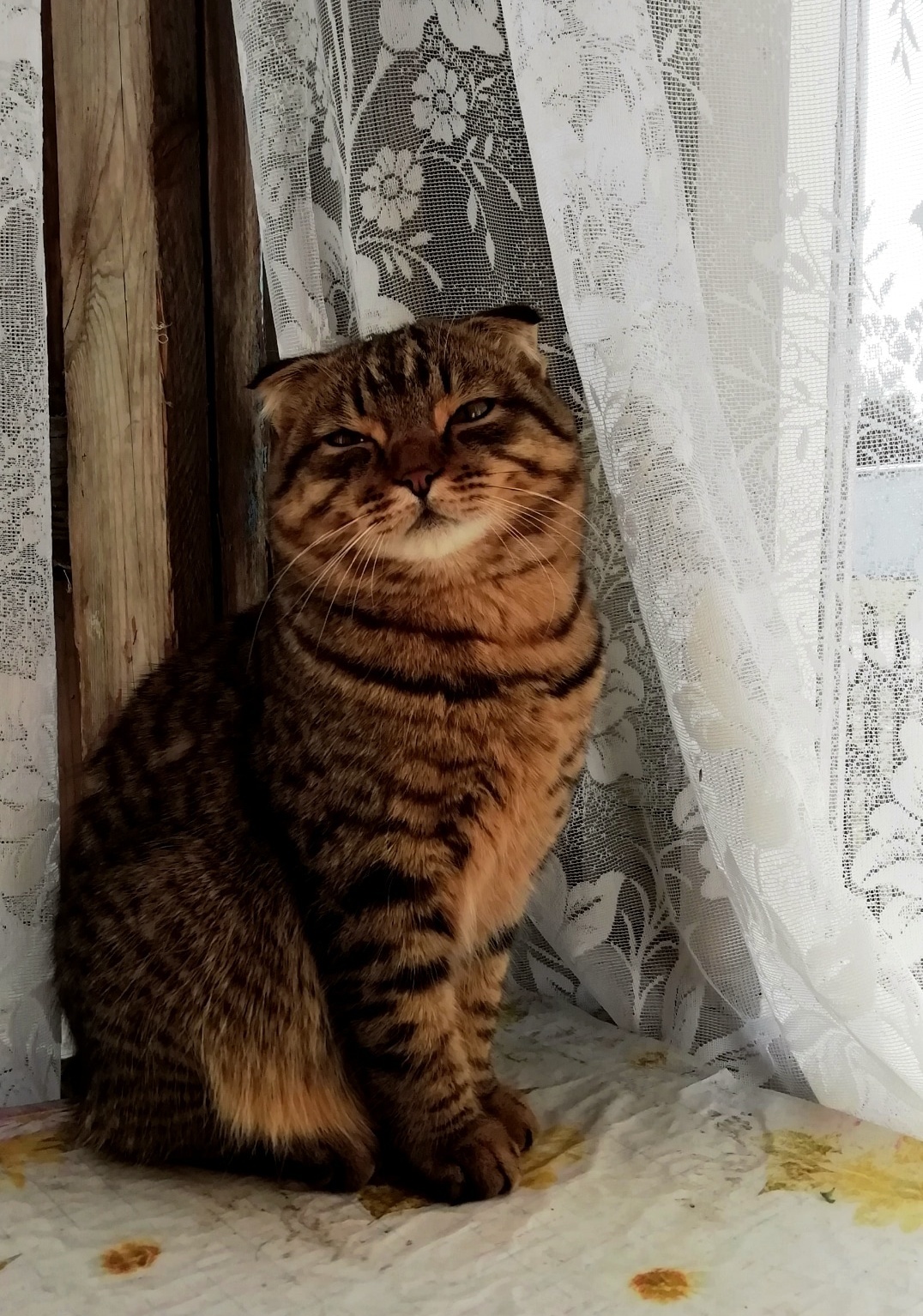 Let's take a nice photo - cat, Catomafia, Longpost