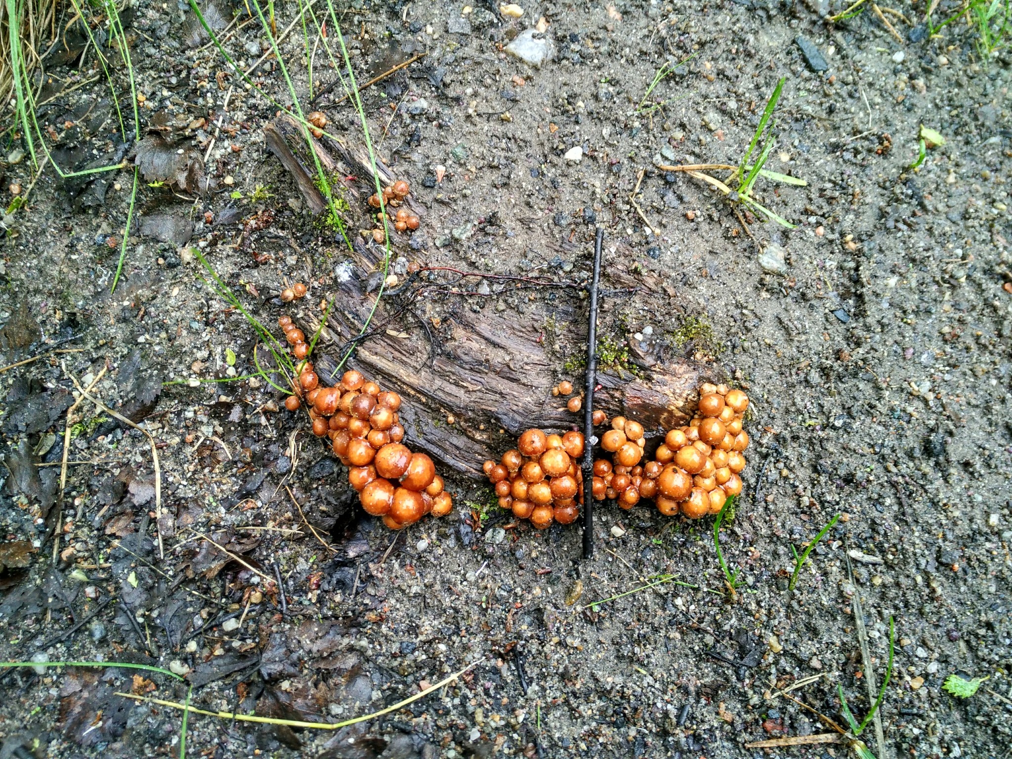 Pikabushniki, tell me, what kind of mushrooms? - Mushrooms, Severomorsk