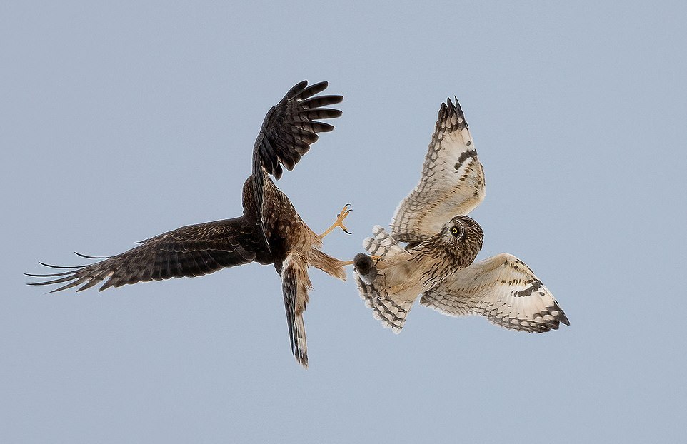 Fight of an owl and a hawk for a mouse - Owl, Hawk, Mouse, Fight, Longpost