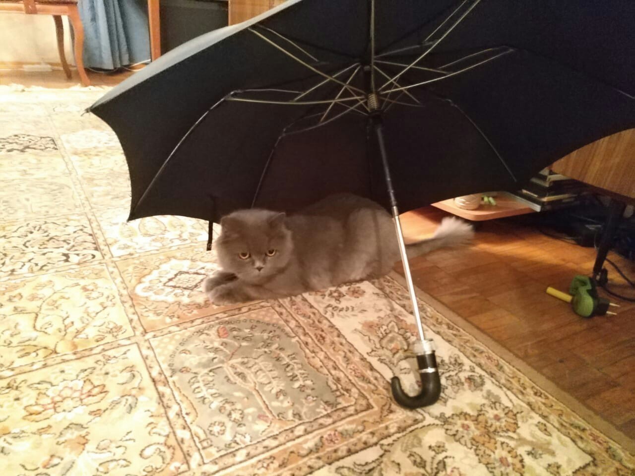 котенок 3 дня не ходит какать