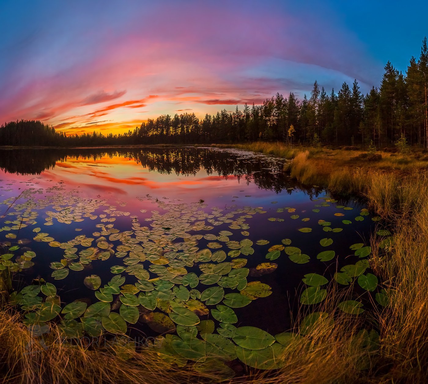 water lily lake - The photo, beauty of nature, Lake, Leningrad region