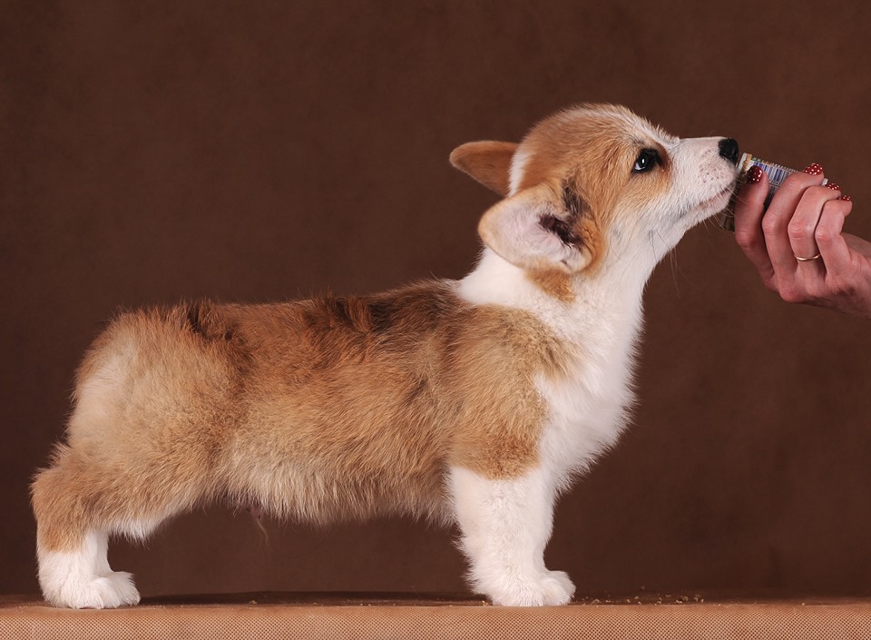 An addition to our family - My, Corgi, Pets, Welsh corgi pembroke, Real life story, Longpost