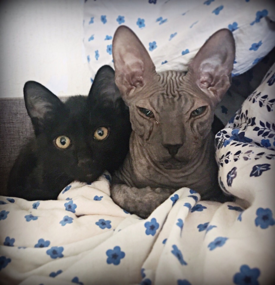 For the day of the cats. The story of my cats. - My, cat, Don Sphynx, Cat Day, Pet, Black cat, Longpost, Pets