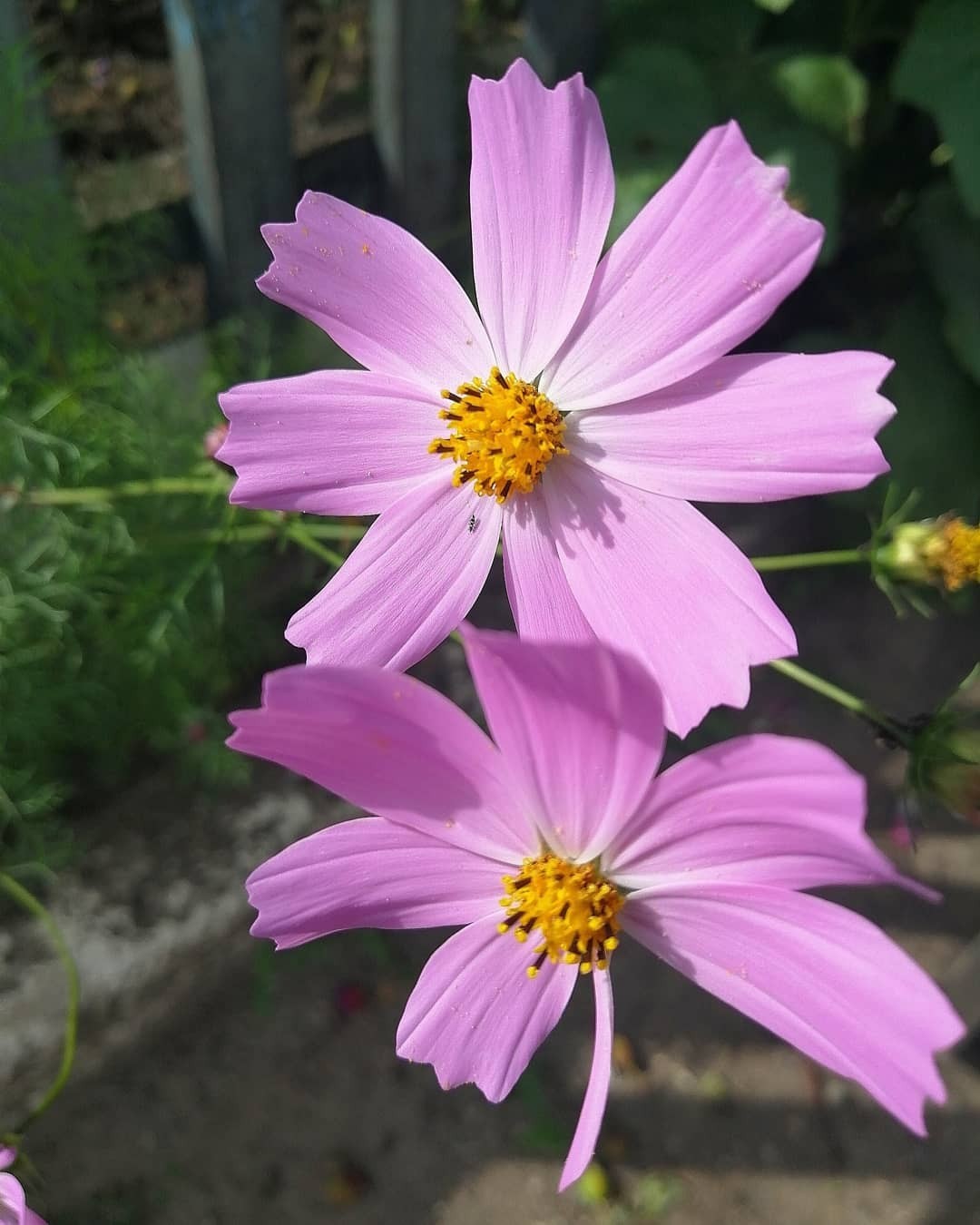 Flowers in the yard. - My, Flowers, The photo, Longpost