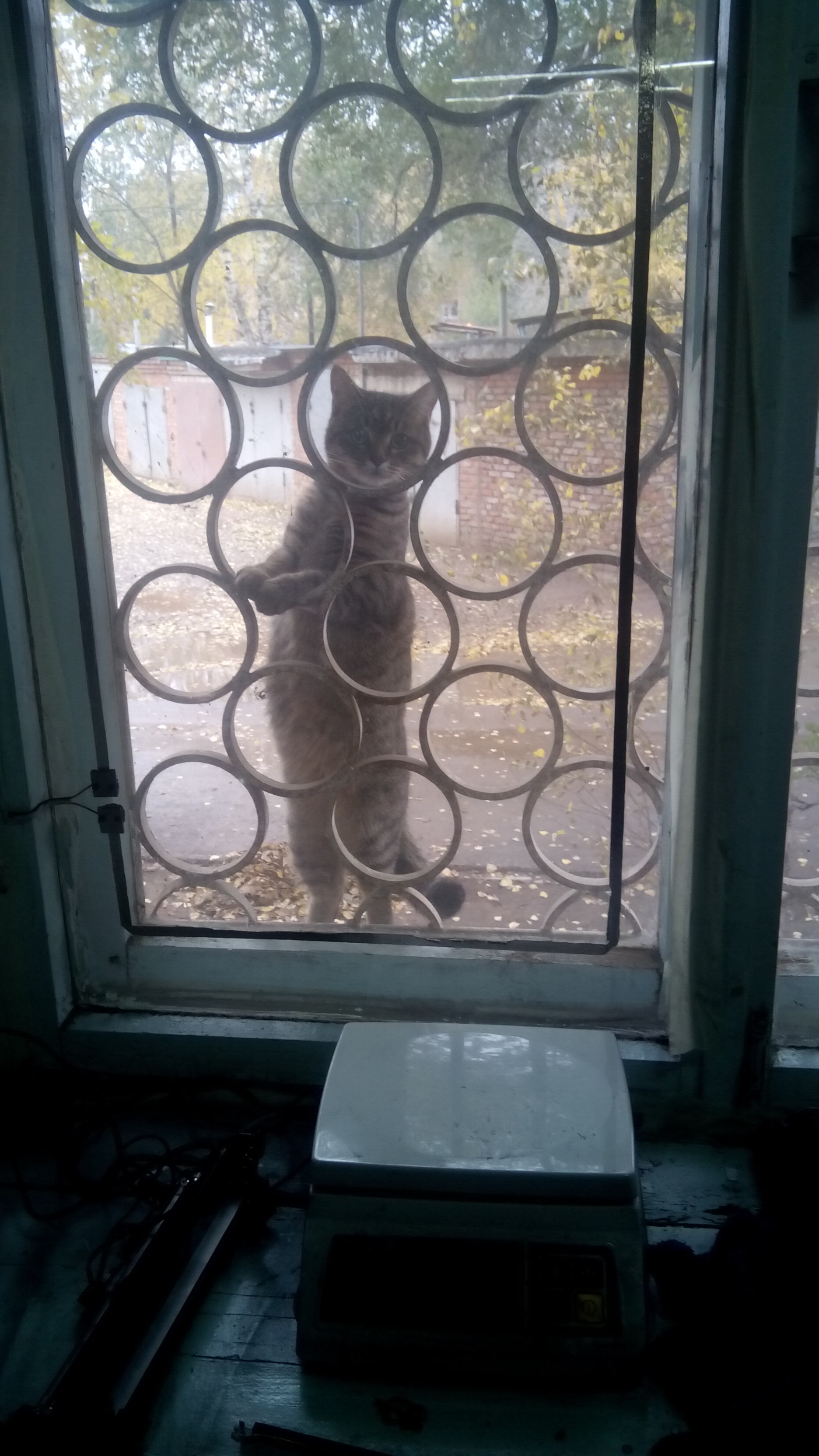 There are spies with a strong body, you are at the door, they are at the window, or What are you doing here! - My, Fresh, Catomafia, Longpost, cat