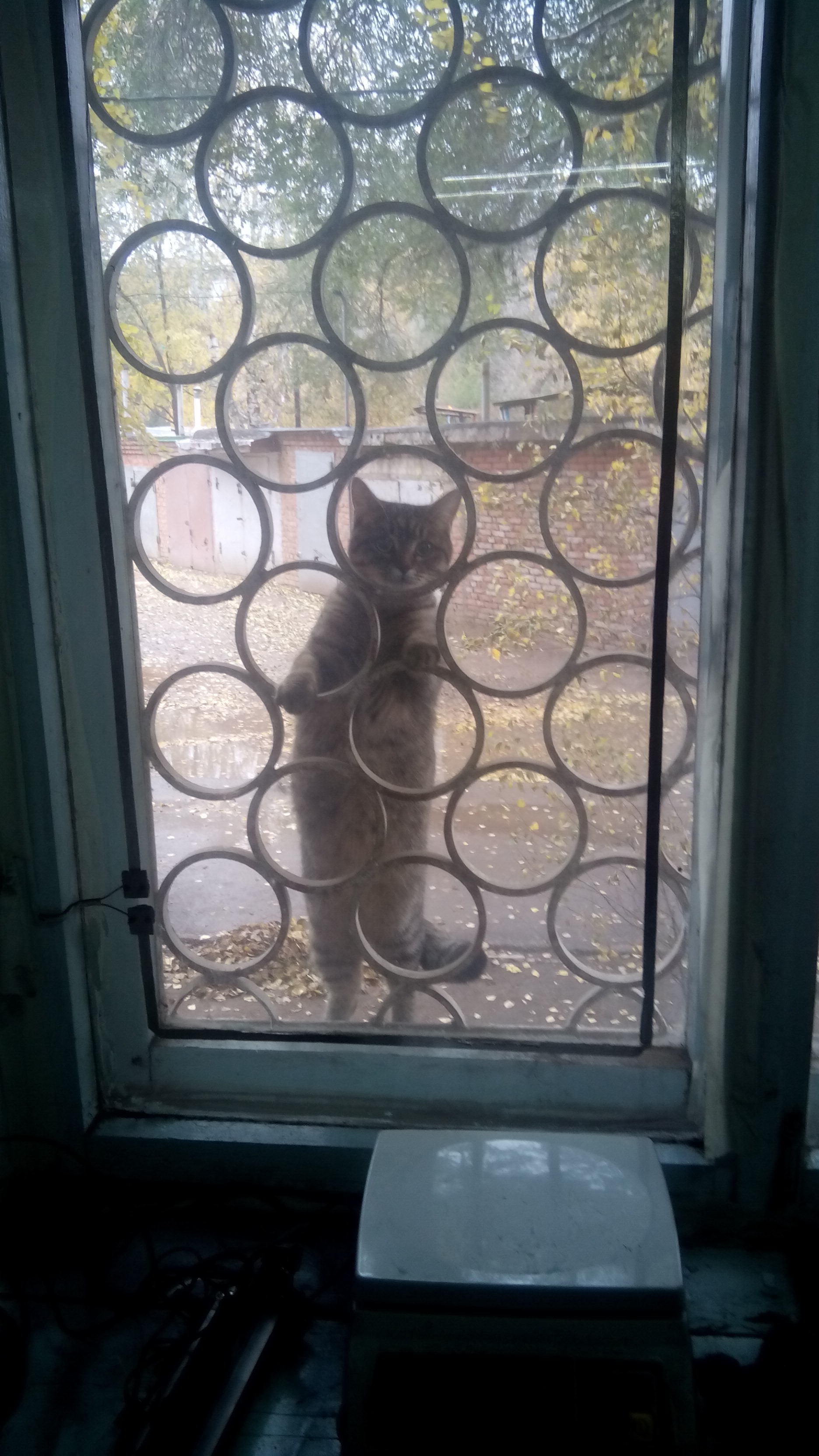 There are spies with a strong body, you are at the door, they are at the window, or What are you doing here! - My, Fresh, Catomafia, Longpost, cat