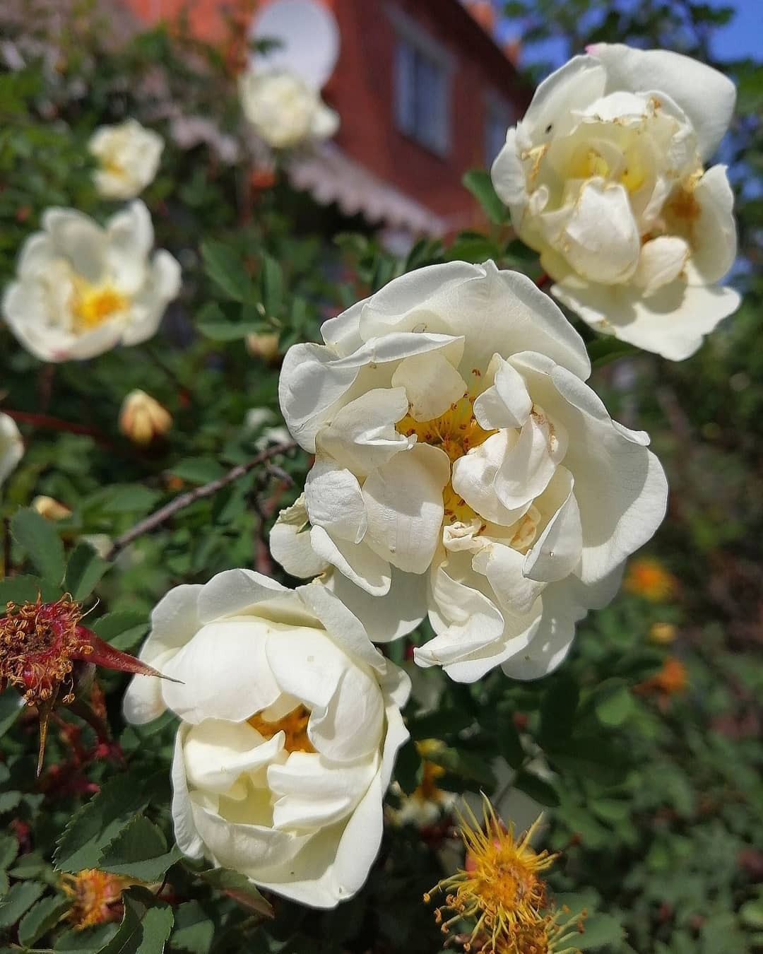 Flowers in the yard. - My, Flowers, The photo, Longpost