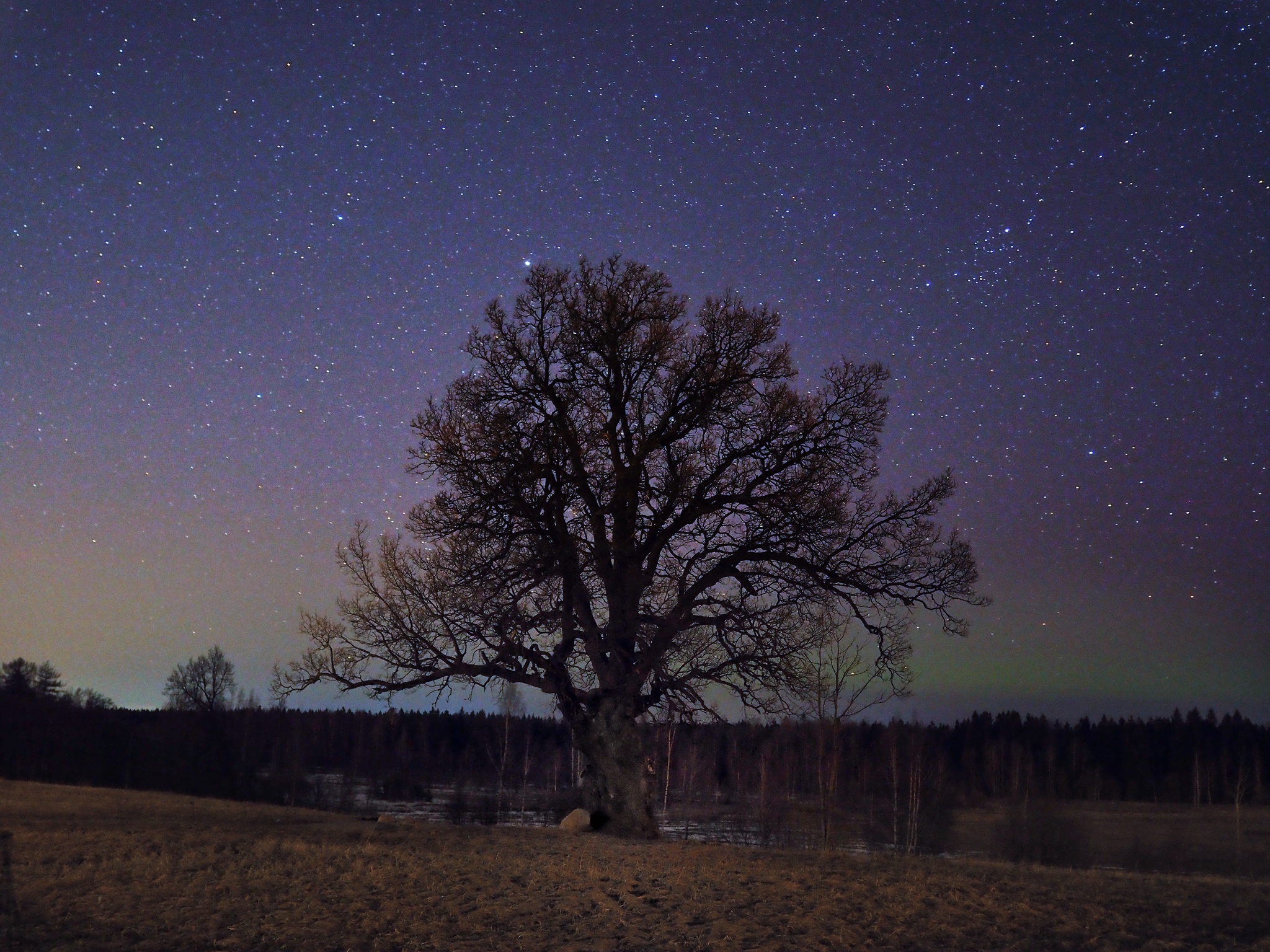 190 year old oak - My, The photo, Landscape, Starry sky, Oak, Olympus, Longpost