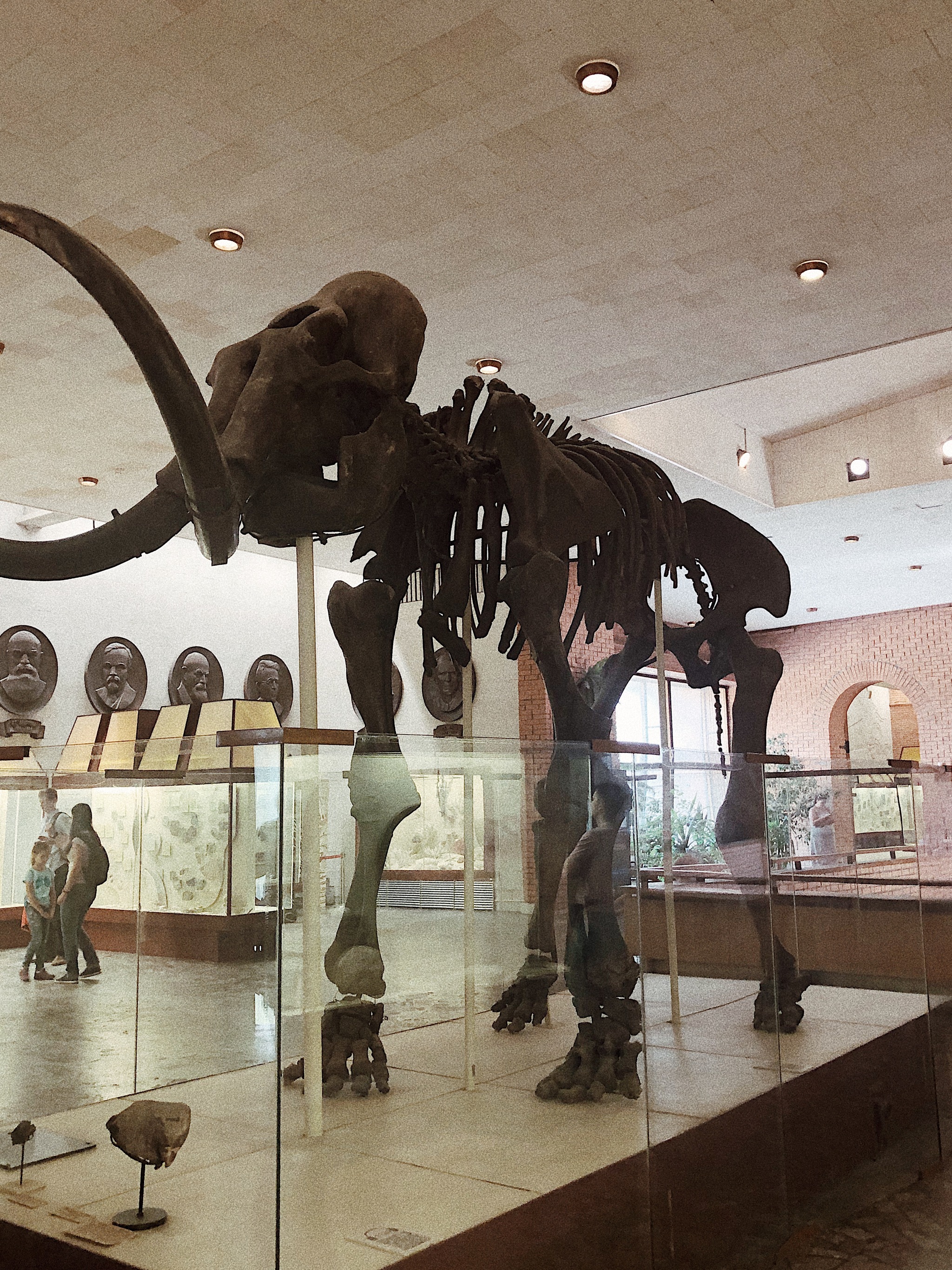 Paleontological Museum in Moscow - My, Paleontology, Museum, The photo, Dinosaurs, Nauchpop, Moscow, Video, Longpost