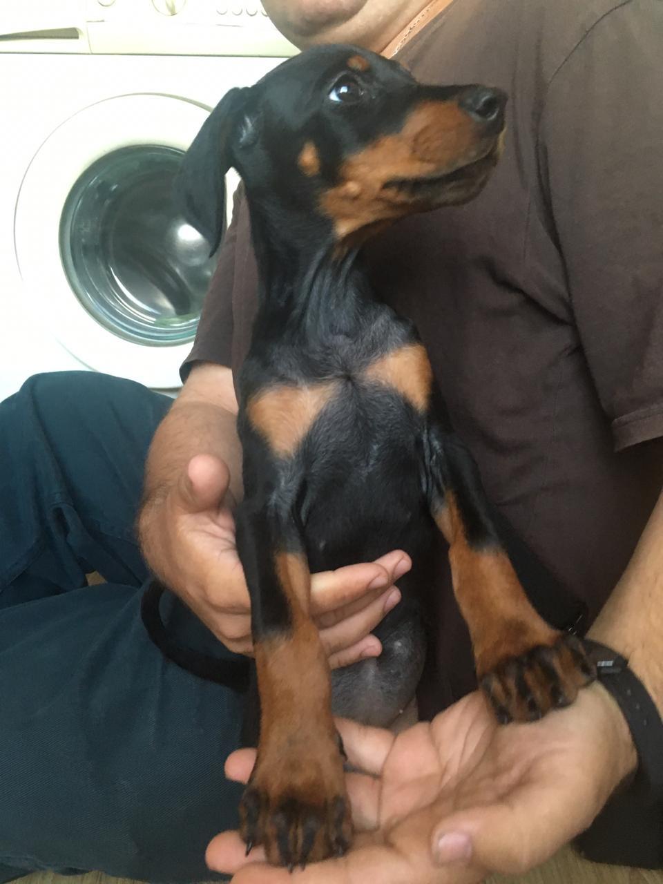 Doberman puppies in good hands (urgent-urgent!) - My, Moscow, Puppies, In good hands, Doberman, Help, Helping animals, Dog, Longpost, No rating