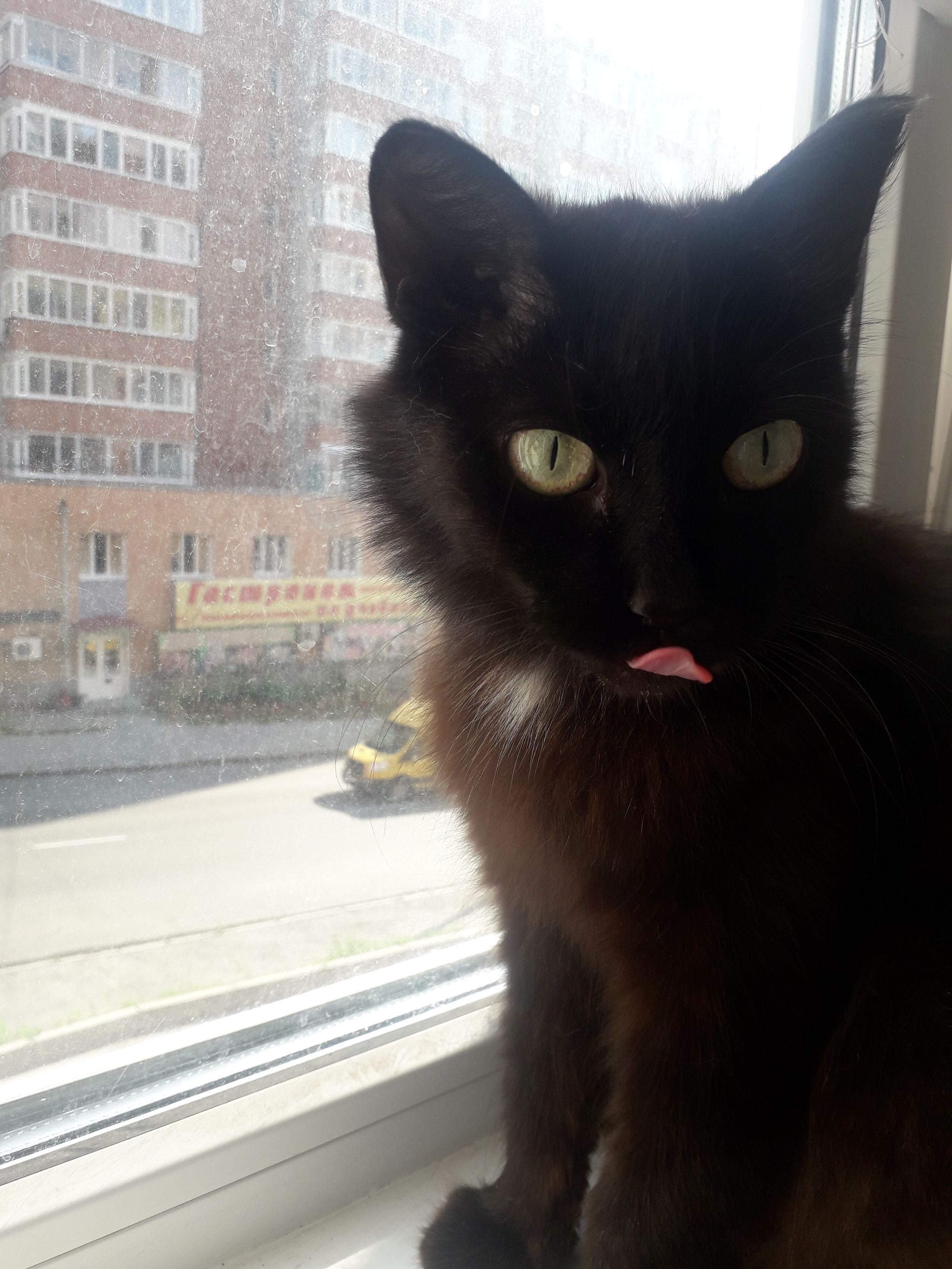 Tomsk! I hope for your help! the cat is looking for a home! To the top! - My, Lost, In good hands, Tomsk, Catomafia, Longpost, cat