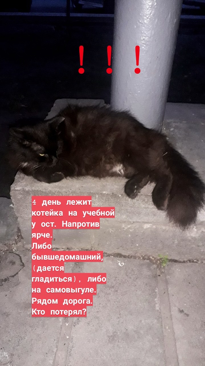 Tomsk! I hope for your help! the cat is looking for a home! To the top! - My, Lost, In good hands, Tomsk, Catomafia, Longpost, cat