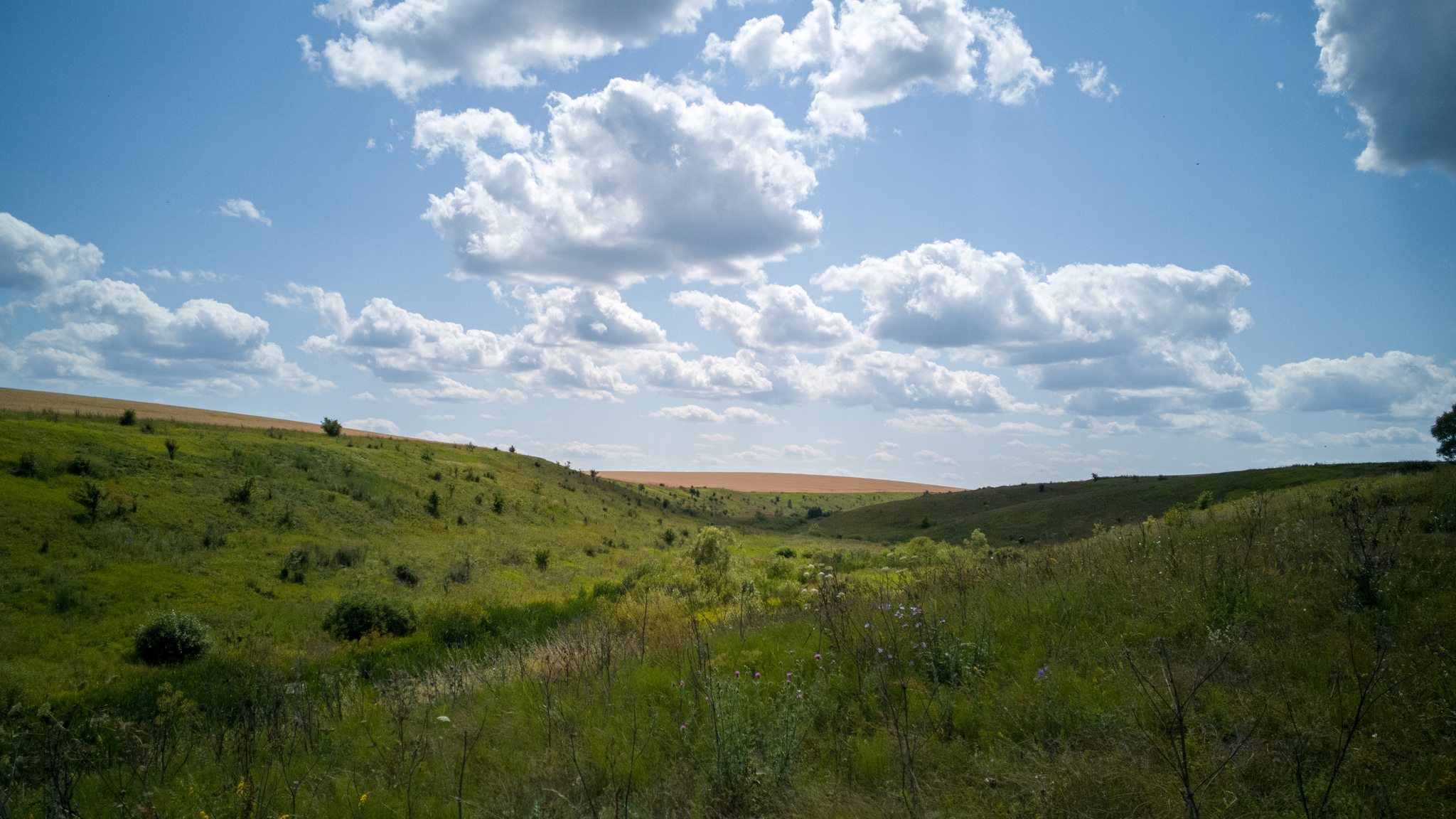 A little serenity - My, Beginning photographer, Mobile photography, Nature, Tula region, Longpost, Serenity