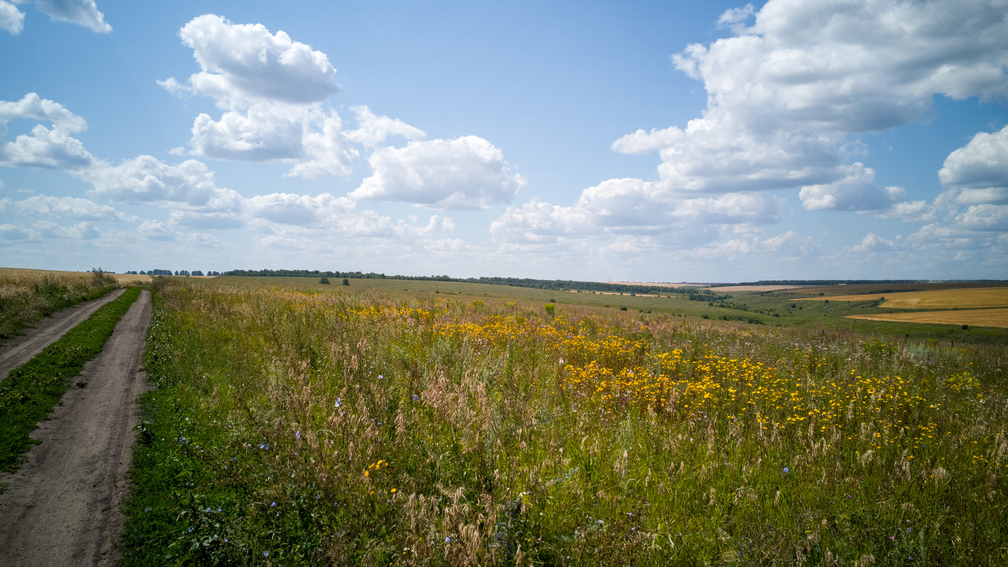 A little serenity - My, Beginning photographer, Mobile photography, Nature, Tula region, Longpost, Serenity