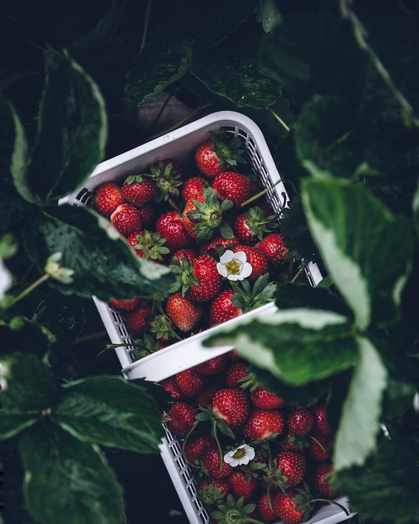 Well in the village in summer - My, Village, Summer, Strawberry, Berries, The photo, Strawberry (plant)