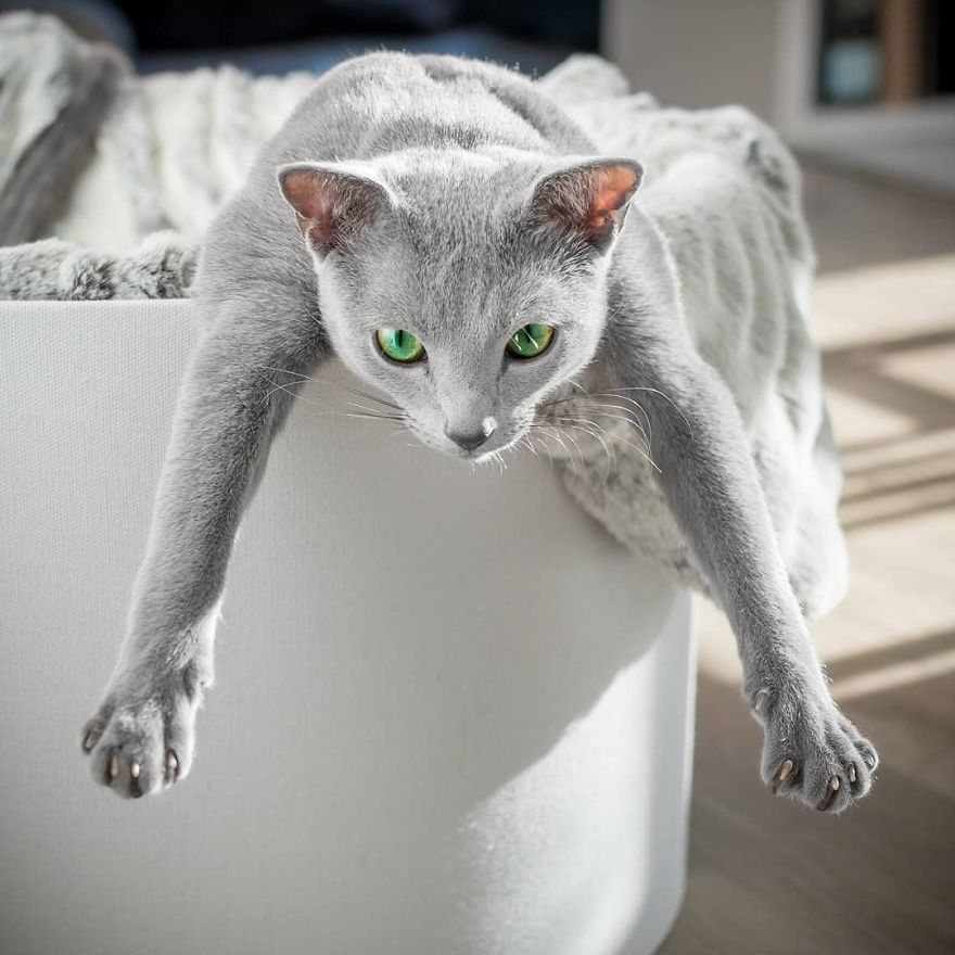 Handsome men with green eyes - cat, Handsome men, Eyes, Green eyes, Longpost, Russian blue