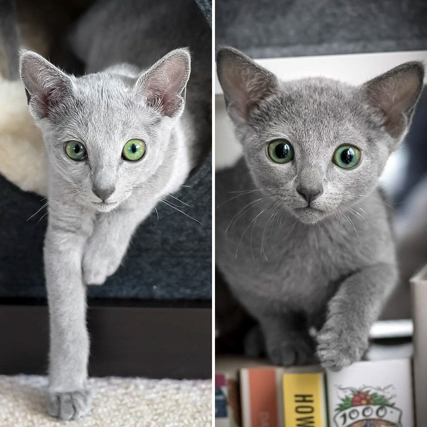 Handsome men with green eyes - cat, Handsome men, Eyes, Green eyes, Longpost, Russian blue