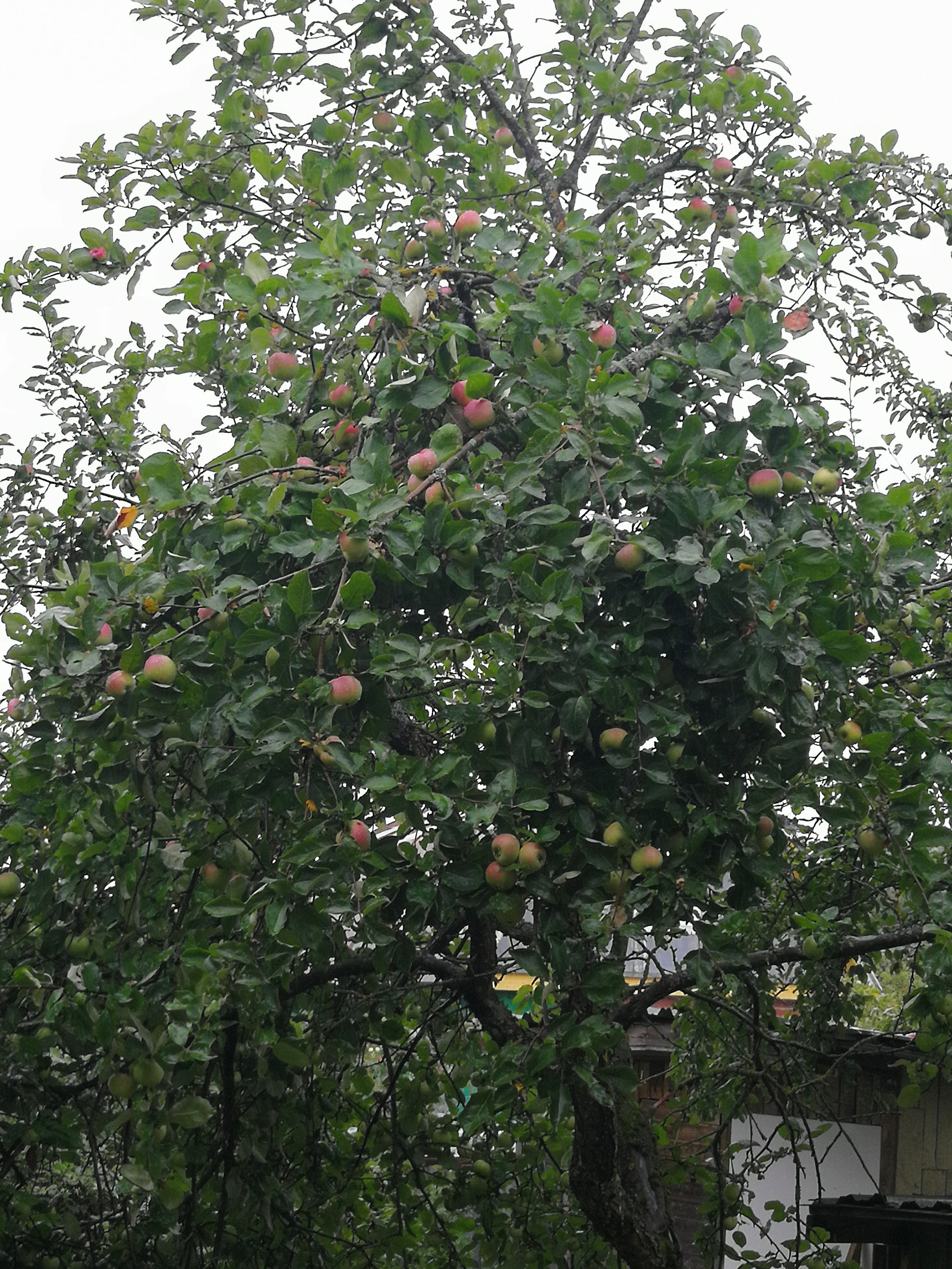 I give apples, pickup MO Serpukhov district - My, Dacha, Harvest, Collection, Is free, Longpost