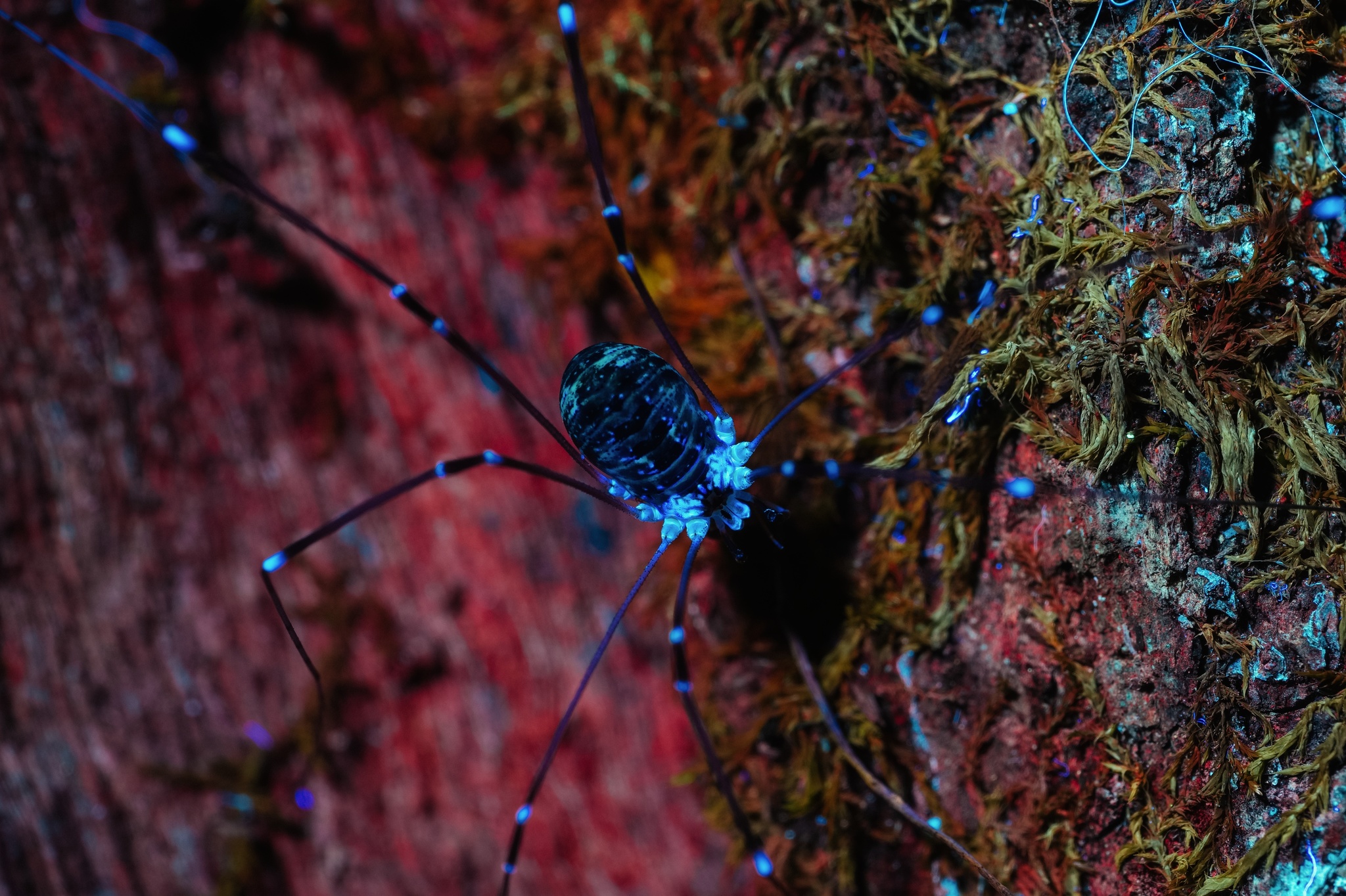 Night forest in ultraviolet 2 - My, Ultraviolet, Forest, The photo, Spider, Mushrooms, Longpost