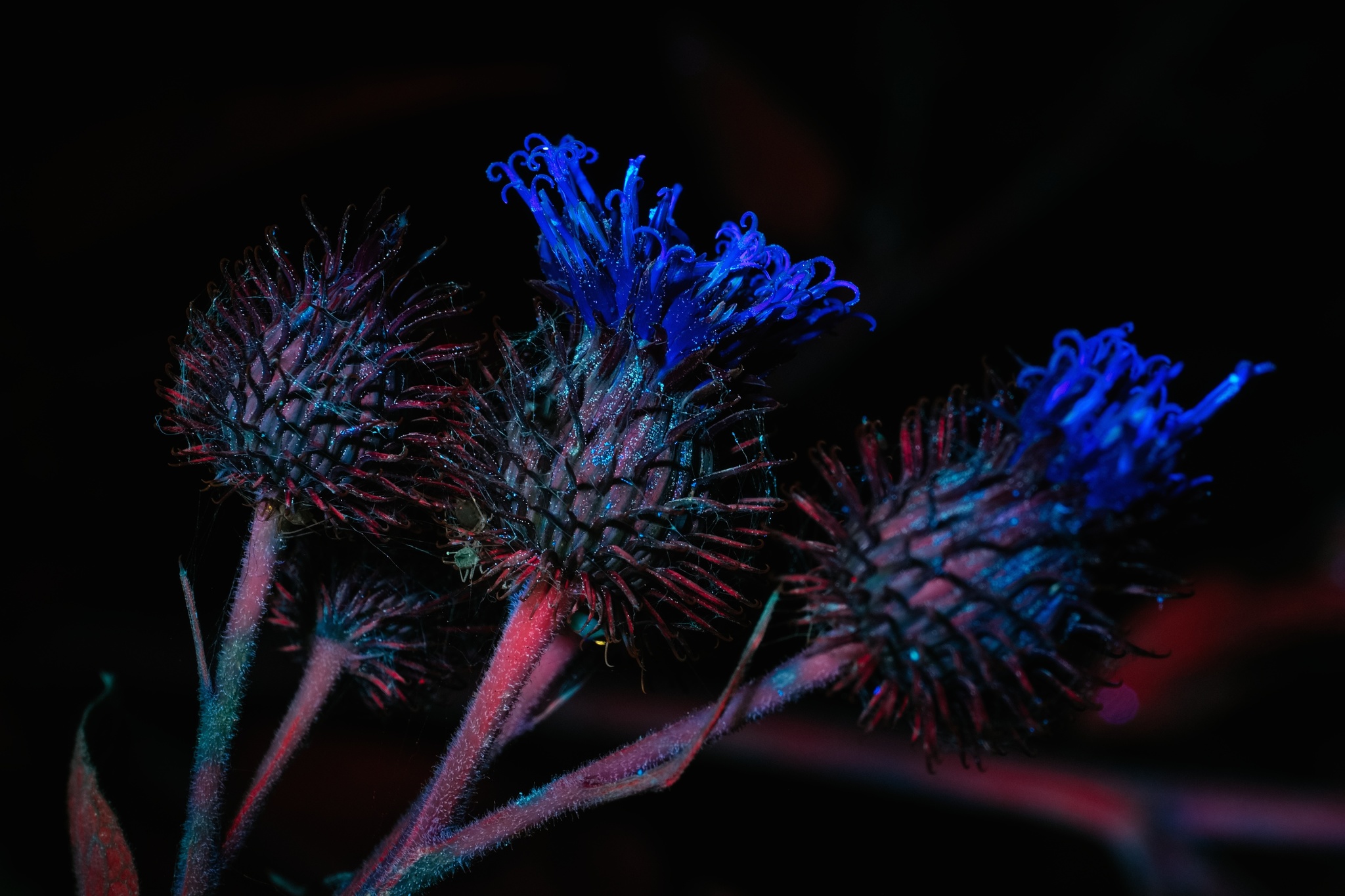 Night forest in ultraviolet 2 - My, Ultraviolet, Forest, The photo, Spider, Mushrooms, Longpost