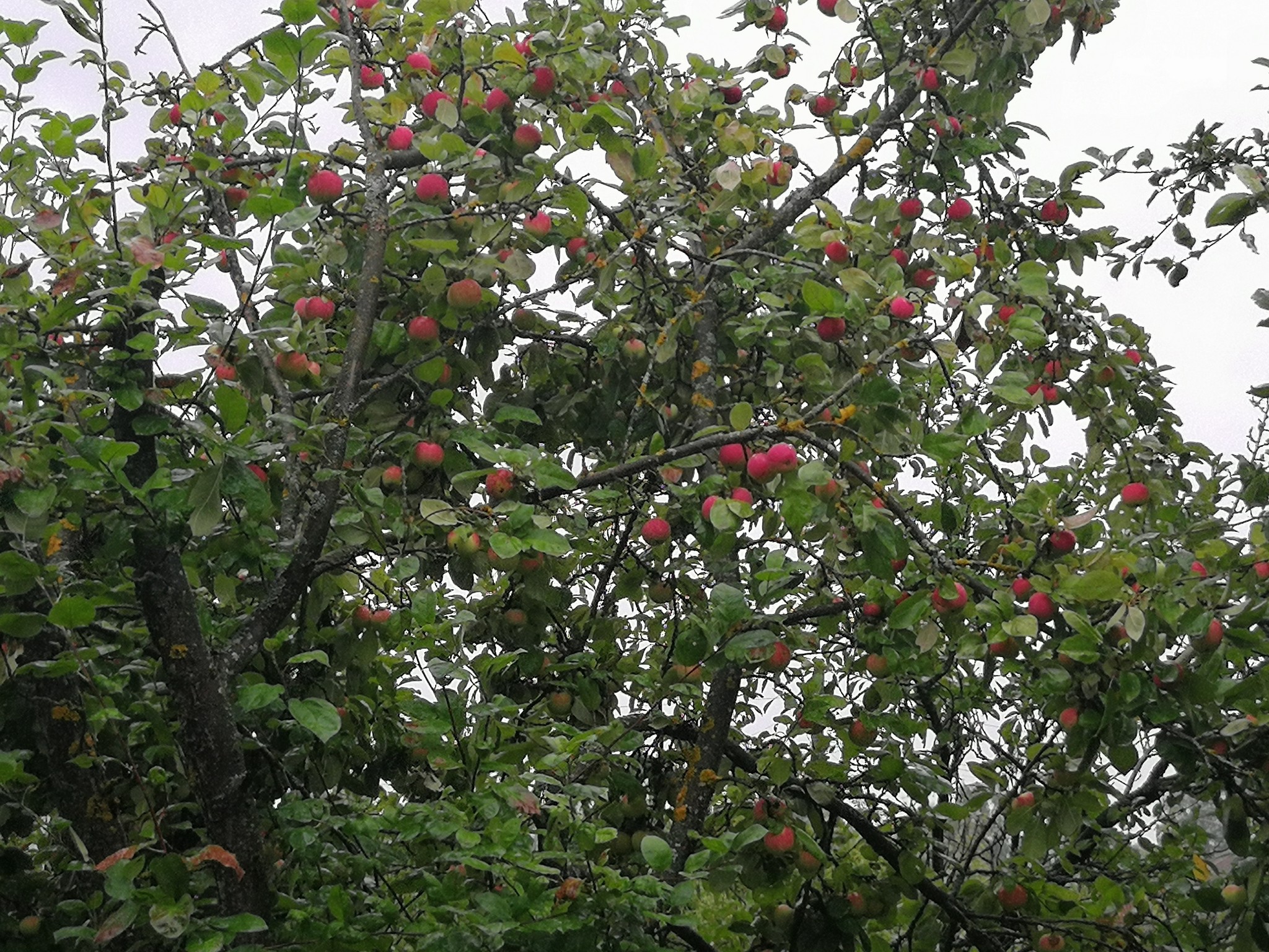 I give apples, pickup MO Serpukhov district - My, Dacha, Harvest, Collection, Is free, Longpost