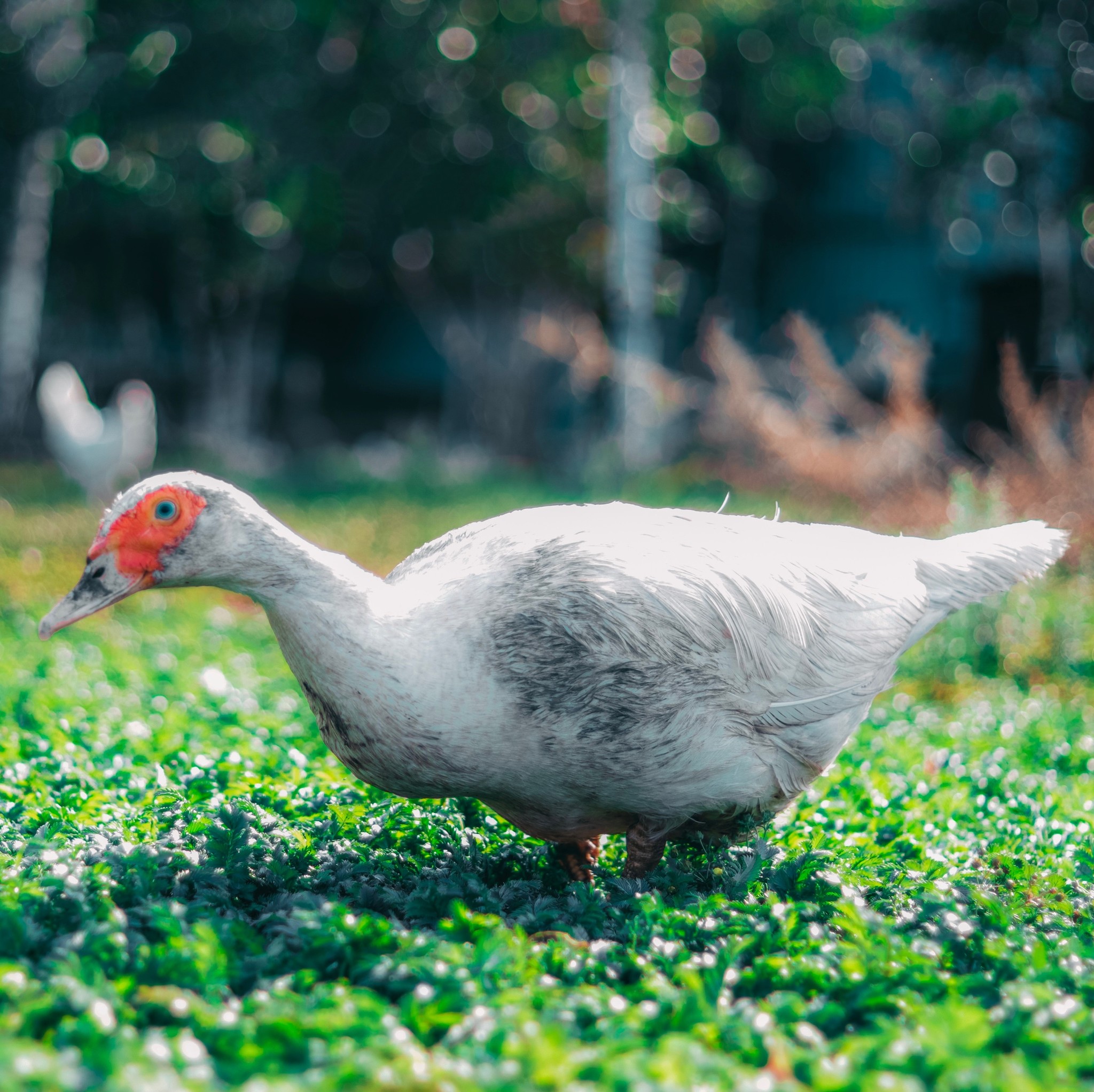 Little animals - My, Canon, Lightroom, Animals, Longpost, Dog