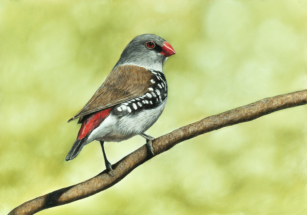 diamond finches - My, Drawing, Pastel, Birds, Animalistics, Art, Amadines, Photorealism