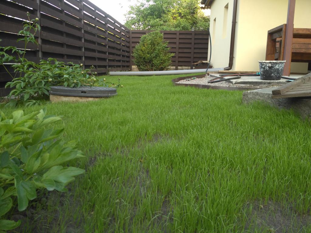 Lucky story. - My, Landscape design, Lawn, Dacha, With your own hands, Longpost