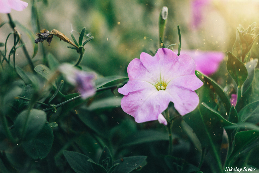 Beauty lives everywhere - My, Helios44-2, Canon 600D, Flowers, The photo, Petunia, Helios44-2