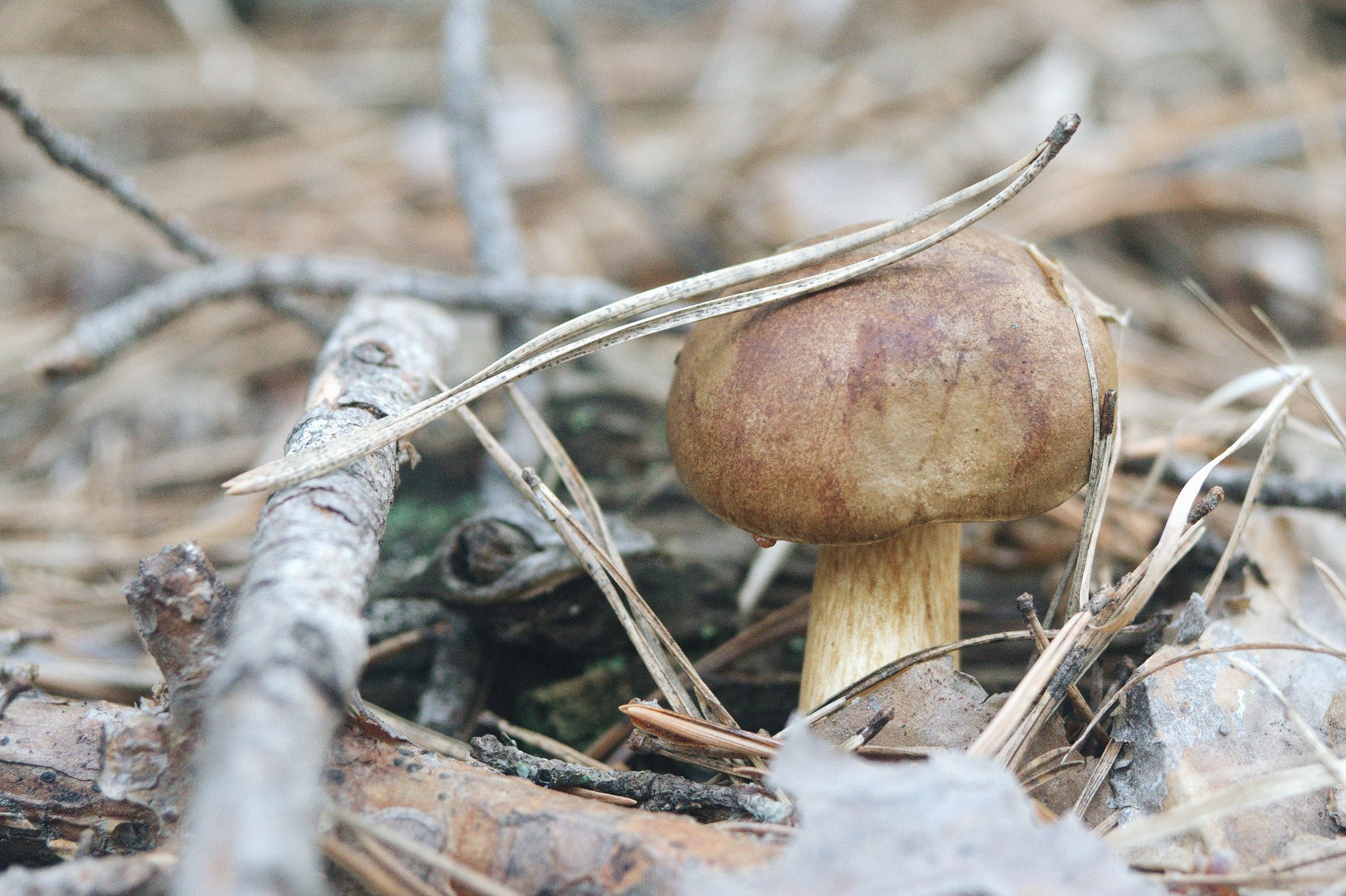 Mushrooms - My, Mushrooms, Forest, Mushroom season, The photo, Manual optics, Helios44-2, Longpost, Helios44-2