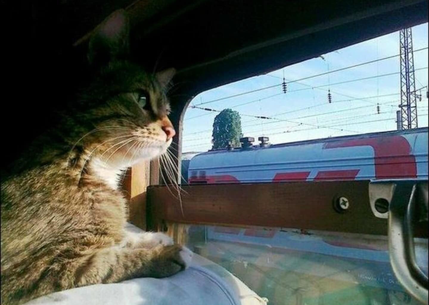 Fellow travelers... - cat, Railway carriage, A train, Reserved seat, Russian Railways, Coupe, Fun, Drive, Longpost