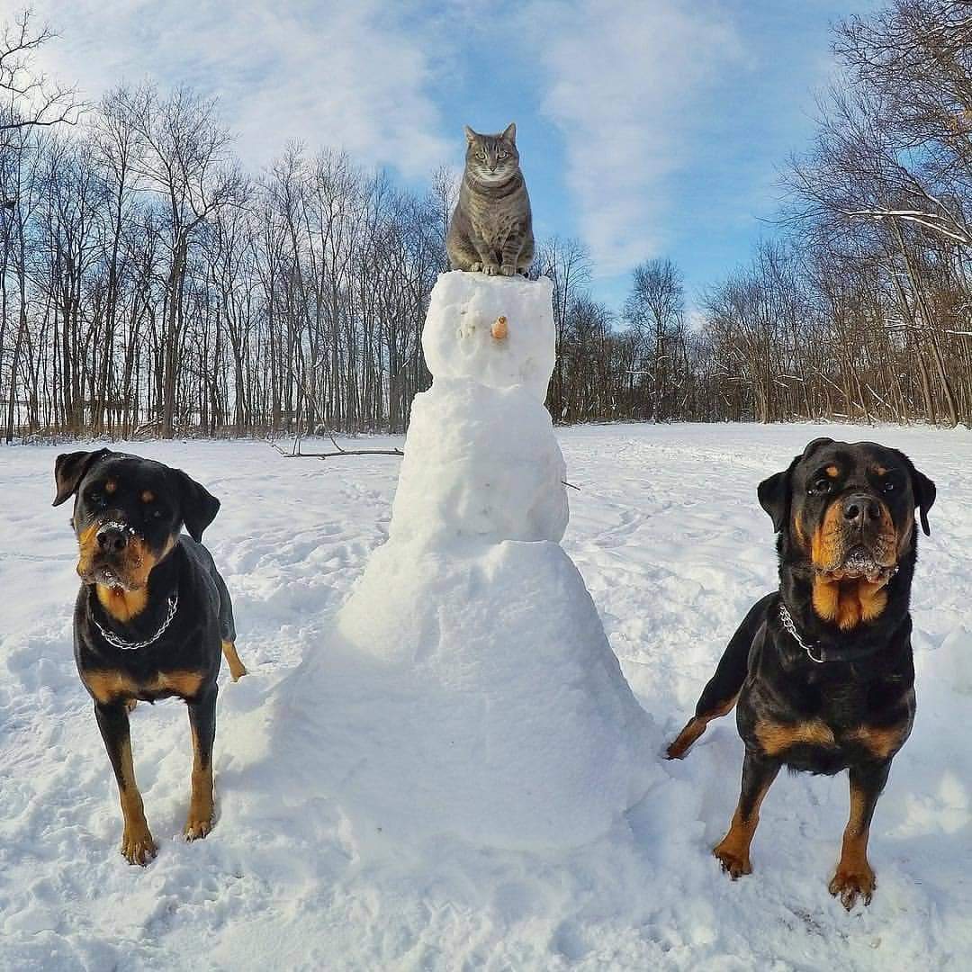 How to make a snowman when you have paws - cat, Paws, snowman, Kotoselfi, Longpost, Dog, Catomafia